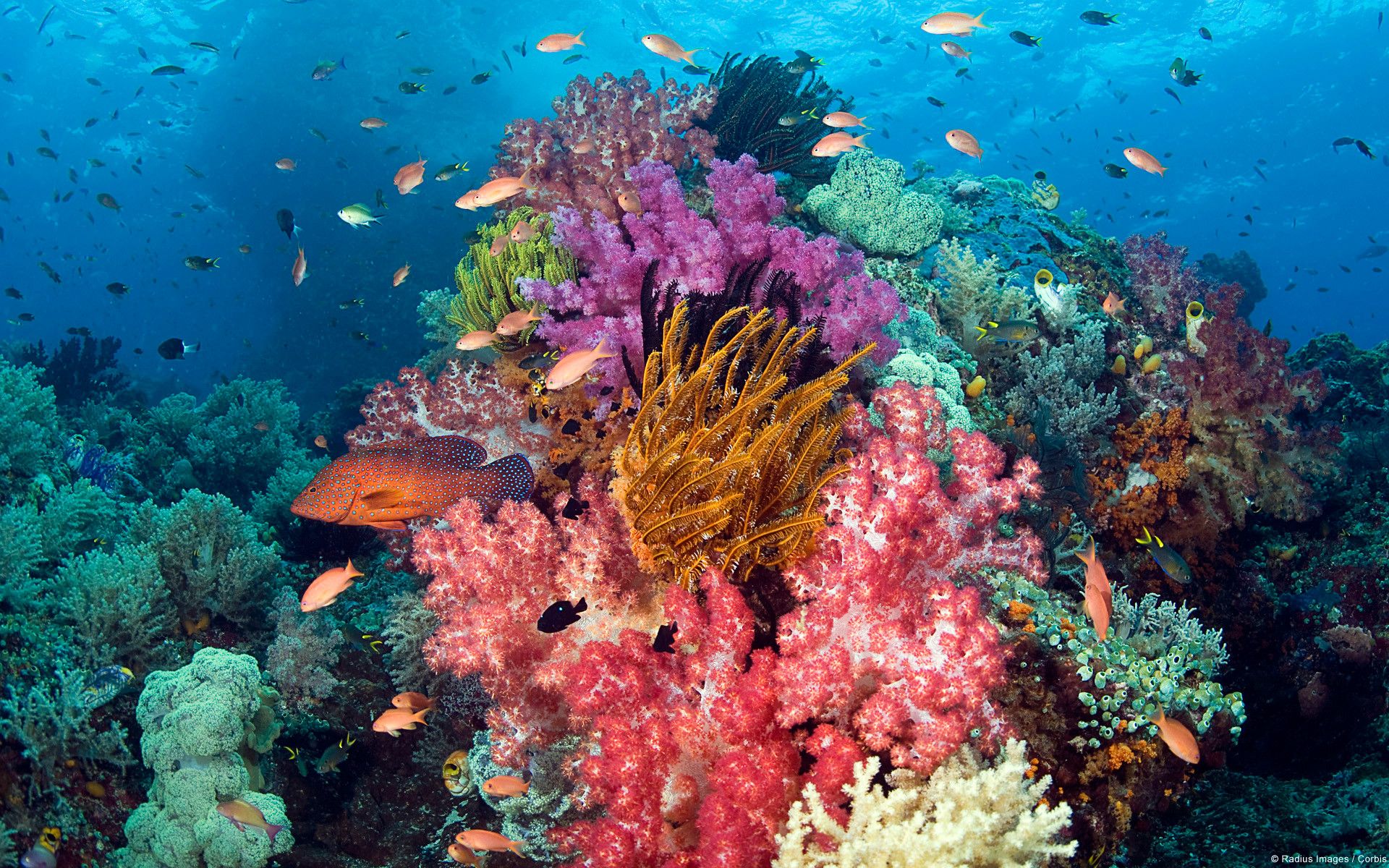 A coral reef with many different types of fish - Coral