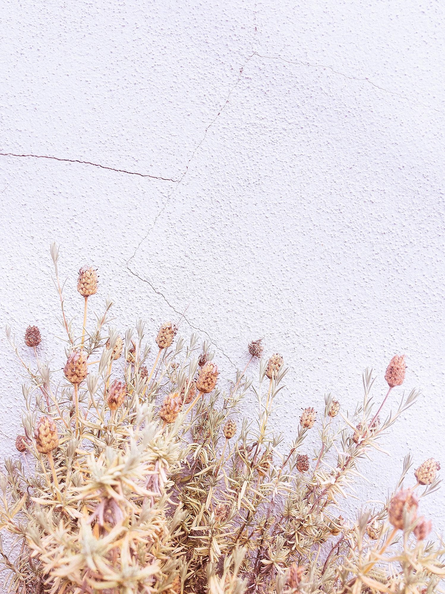 Premium Photo. Fashion natural wallpaper plant dry flowers on white wall minimalist aesthetic