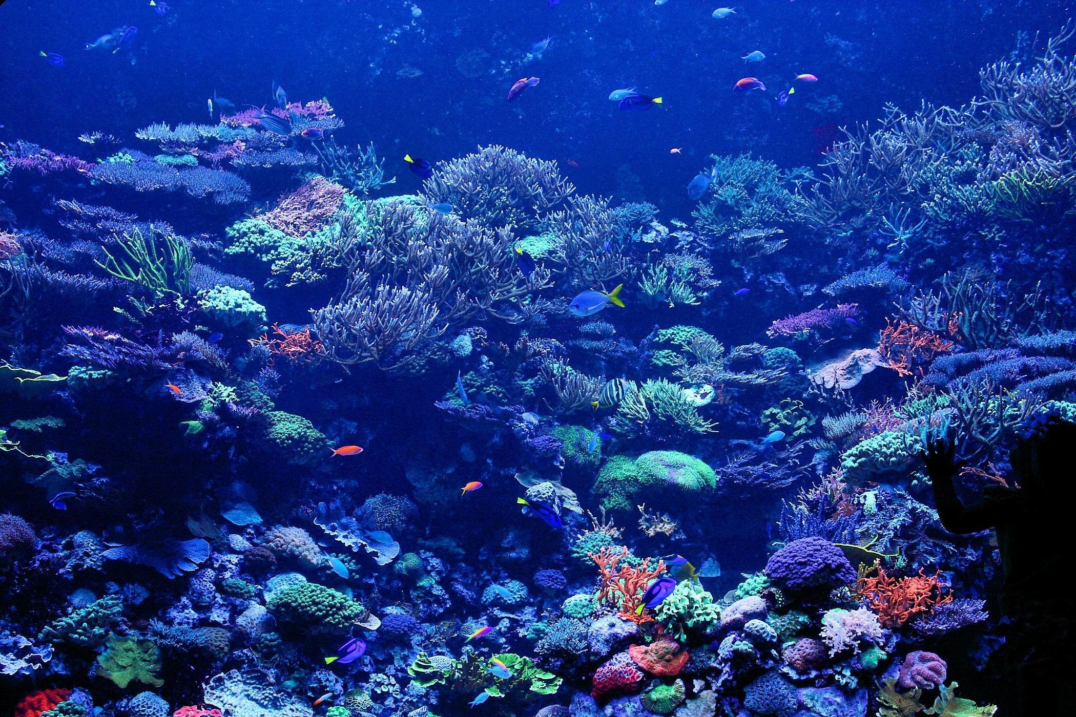 A coral reef with many different types of coral and fish swimming around. - Coral