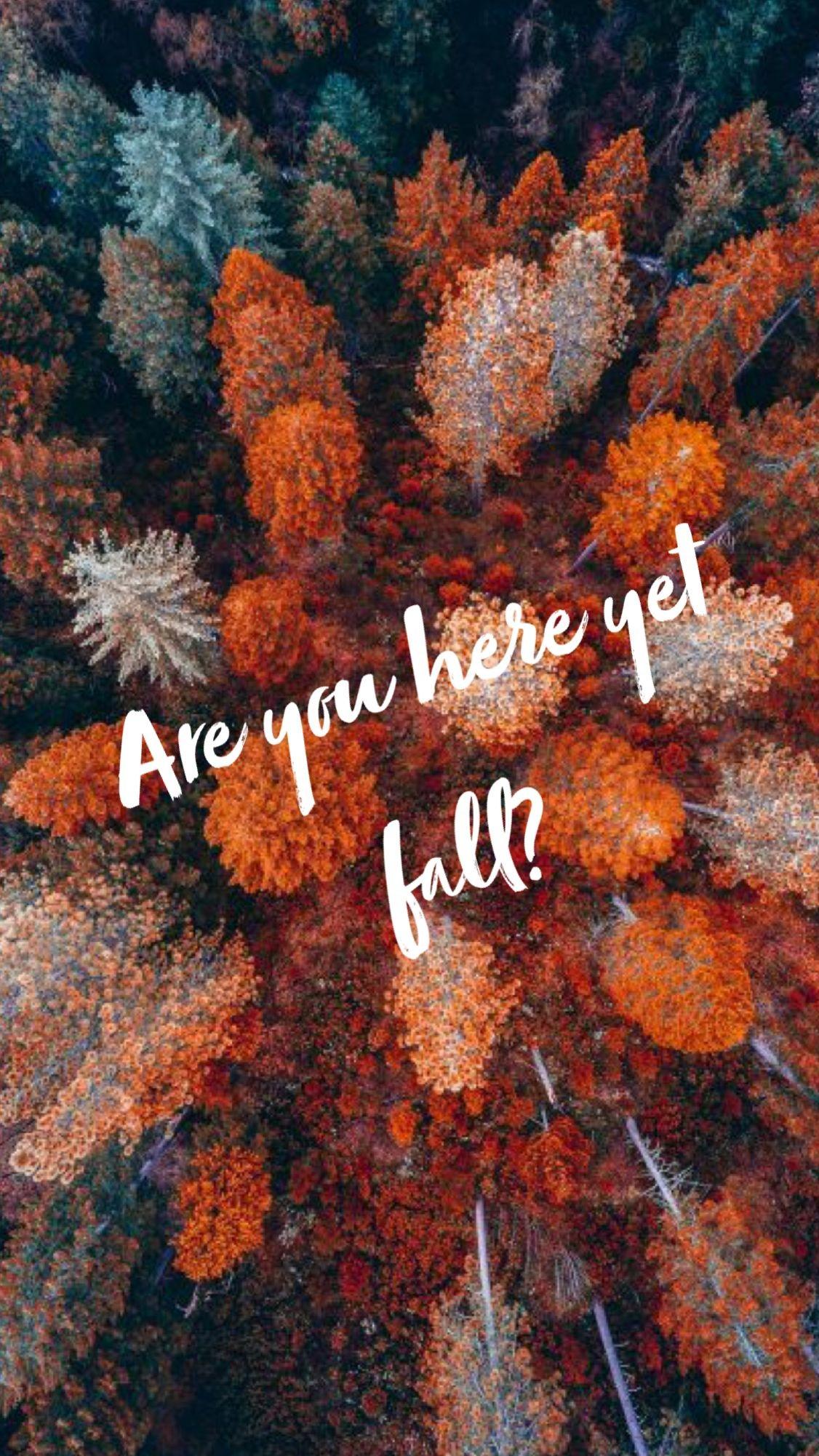 Are you here yet fall? - Coral