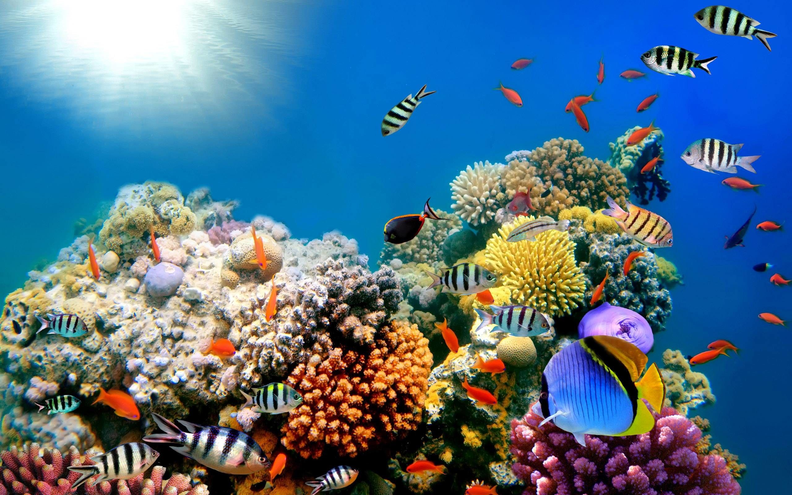 Underwater world with colorful fish on the coral reefs - Coral