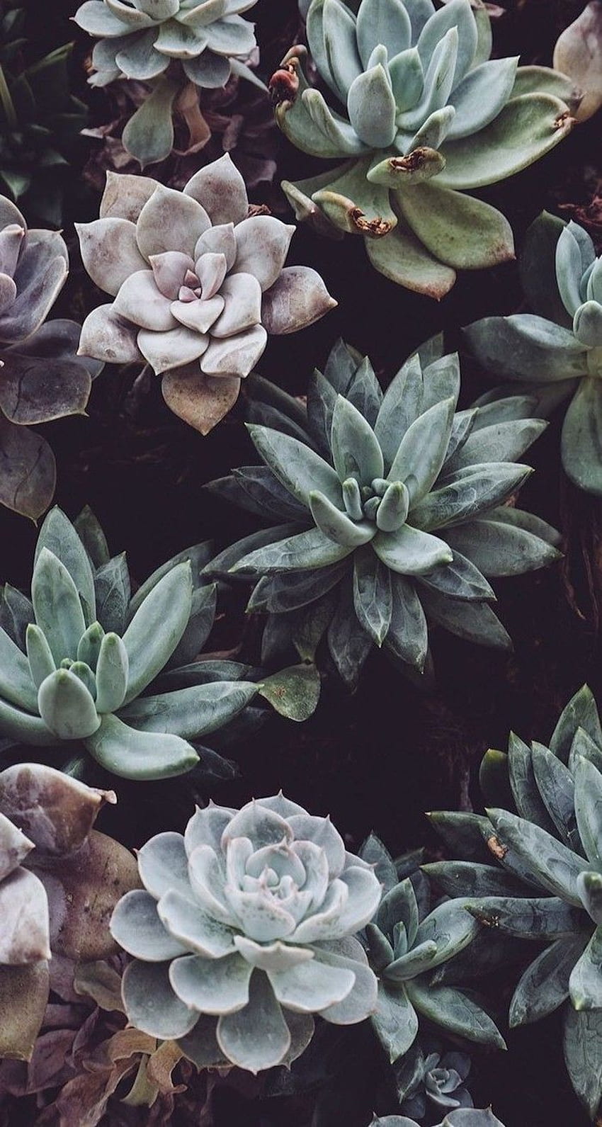 A close up of some succulents - Succulent