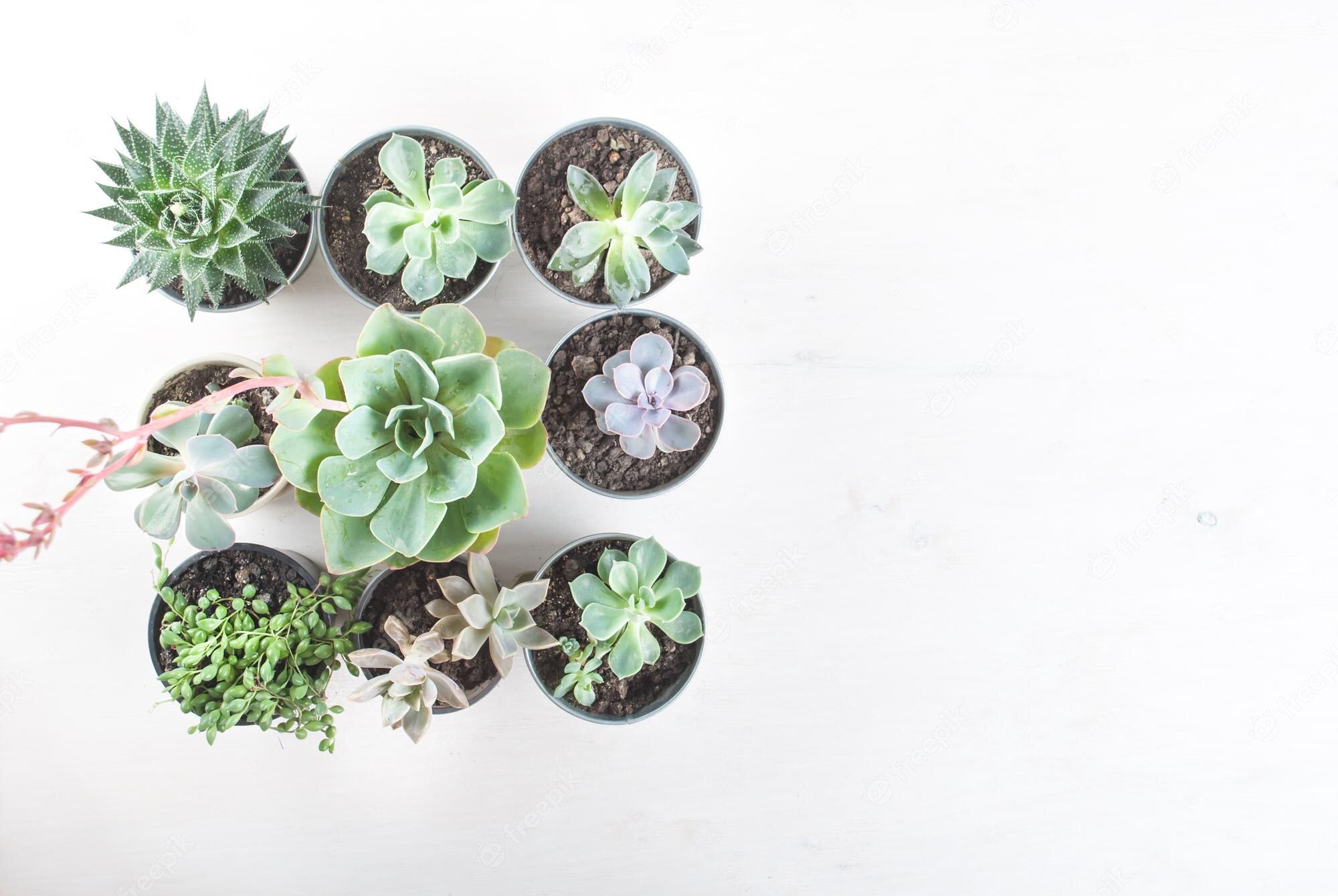 A collection of small potted succulents on a white background - Succulent