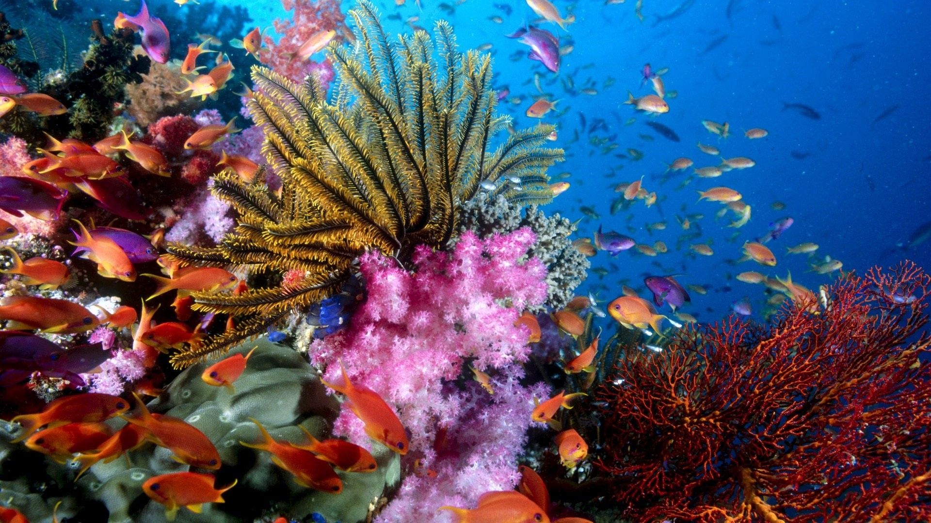 Colorful coral reef with a school of fish swimming - Coral