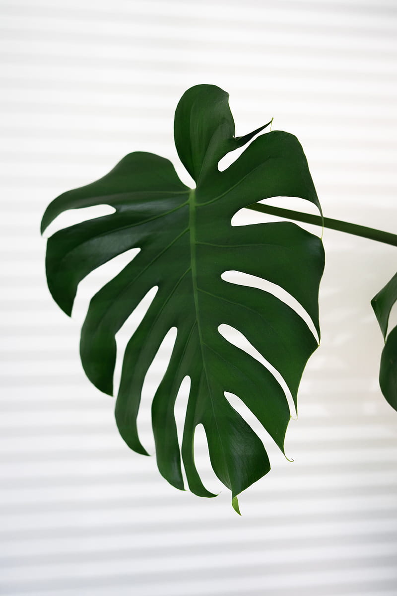 HD tropical plant wallpaper
