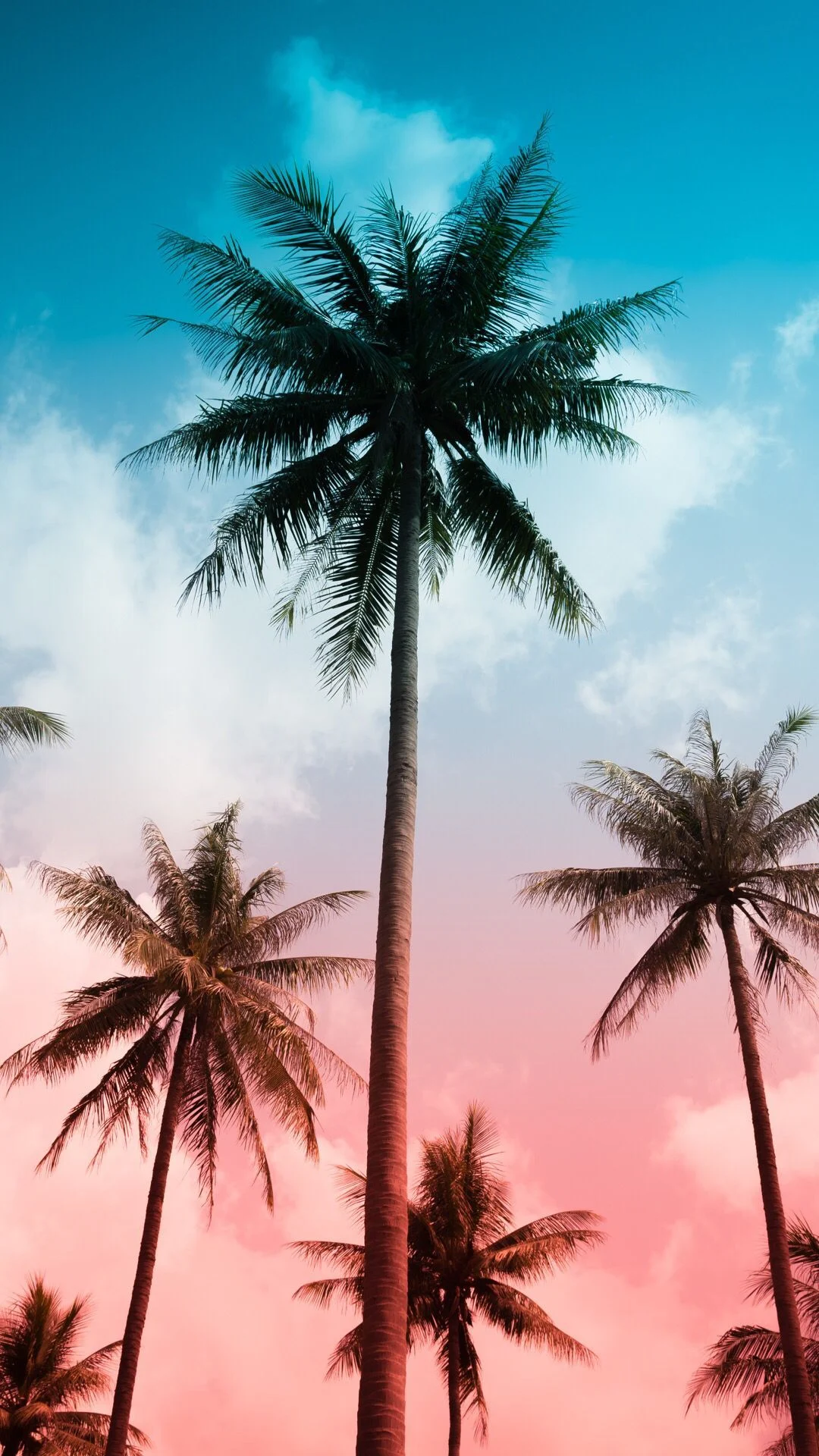 A group of palm trees in front - Tropical, palm tree, Miami, Hawaii