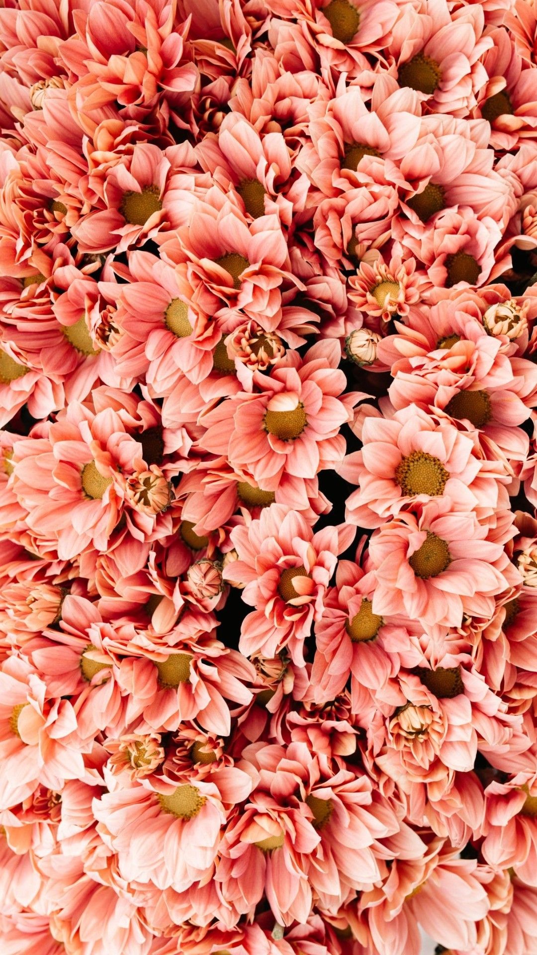 A close up of some pink flowers - Salmon, coral