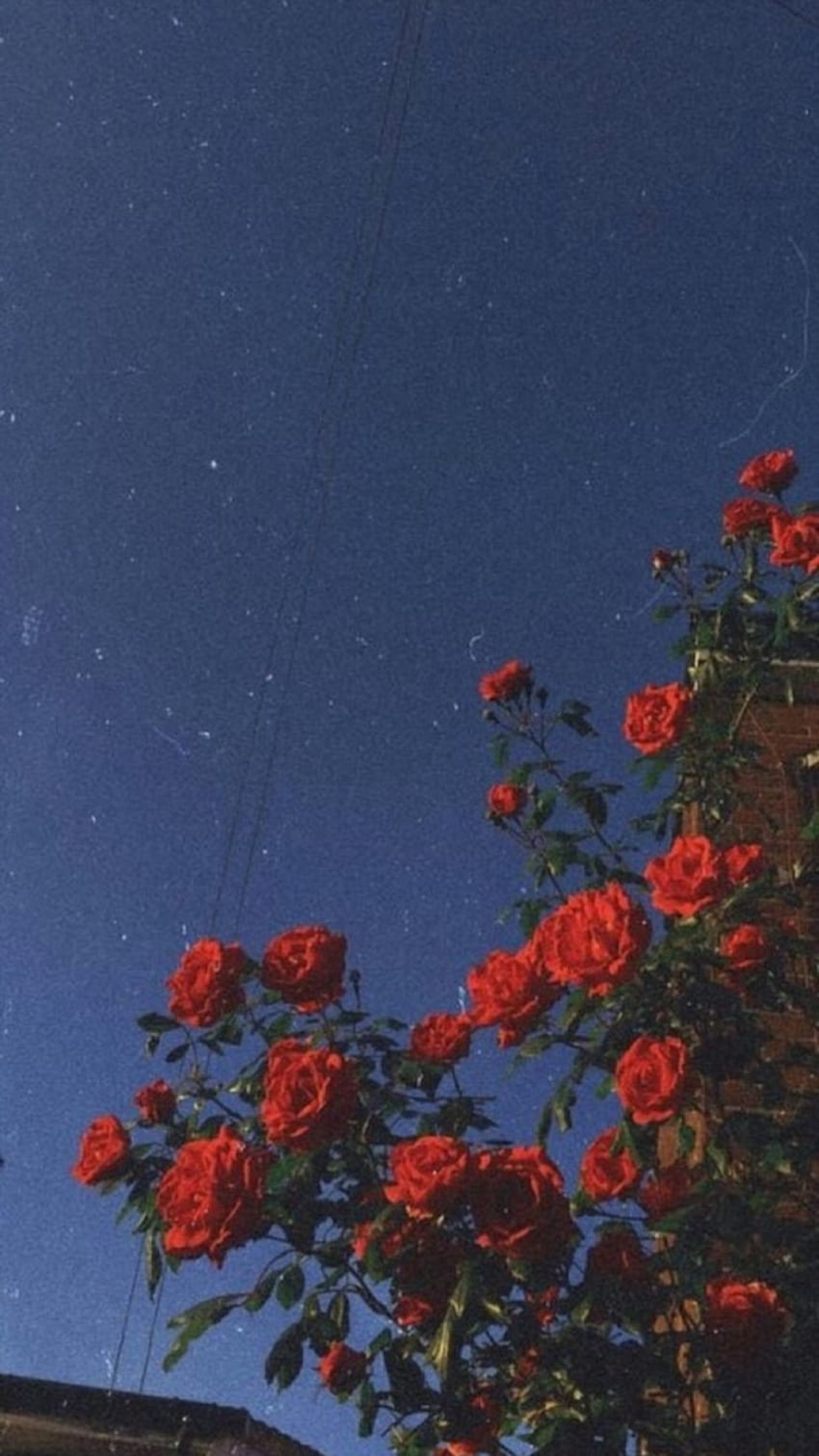 Red roses against a blue sky - Retro, vintage, photography