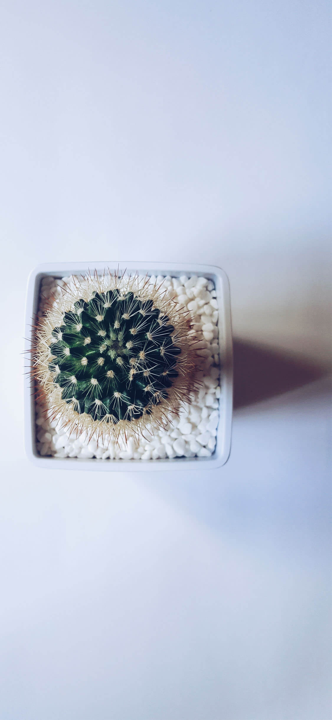 A cactus sitting in some white rice - Photography