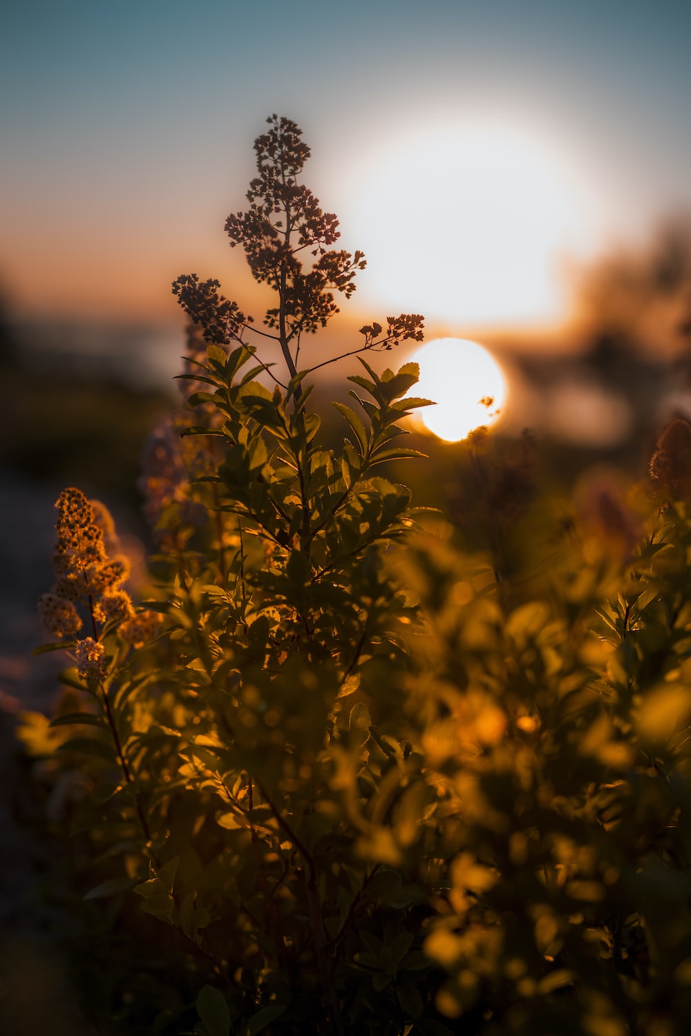 A sun setting behind a bush with small yellow flowers. - Sunshine, sunrise