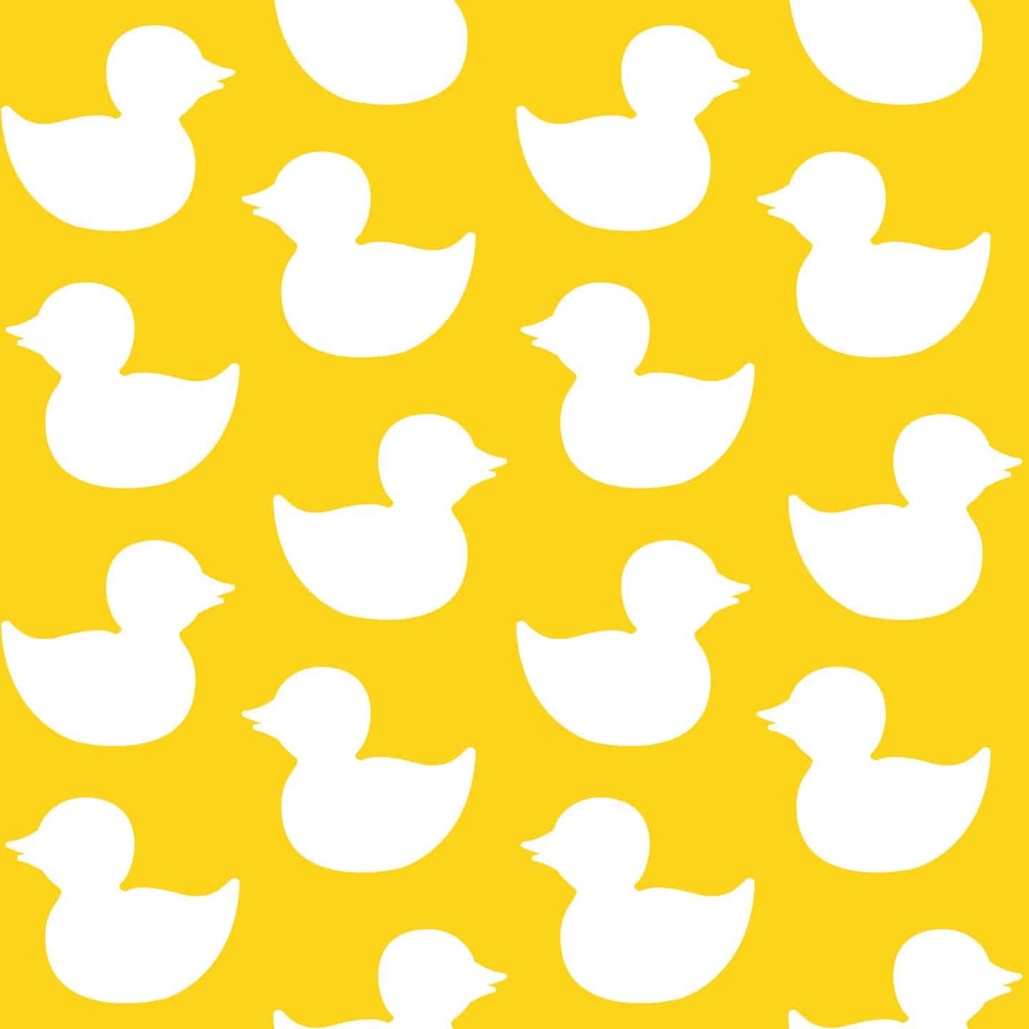 White ducks on a yellow background - Duck