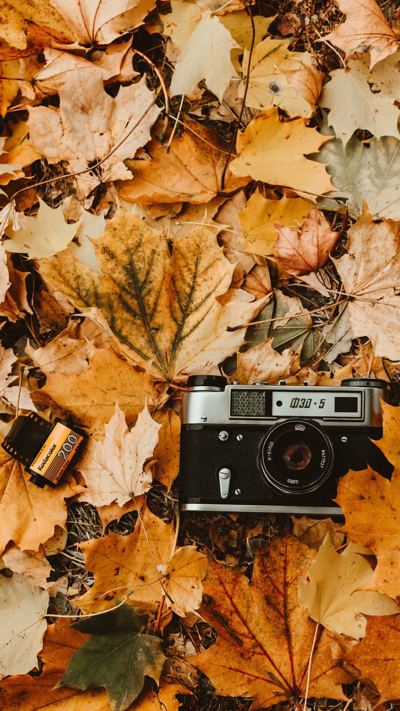 A camera sitting on top of some leaves - Fall, vintage, vintage fall