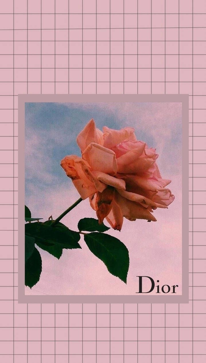 A pink rose with the word dior on it - Dior