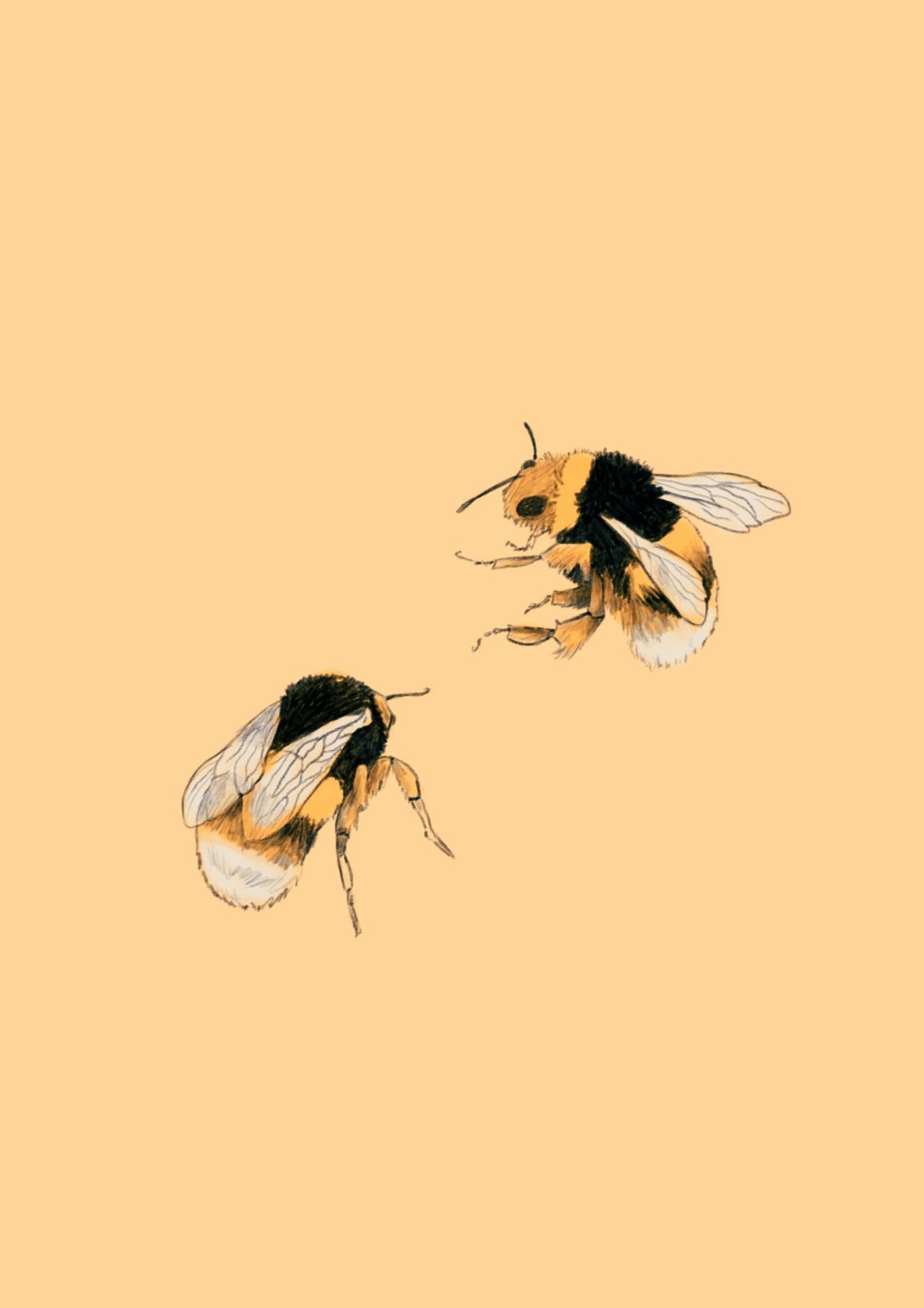 Two bees flying in the air on a yellow background - Bee, profile picture