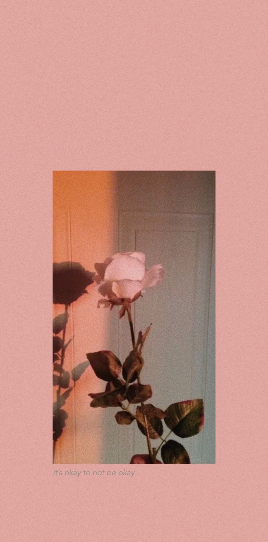 Aesthetic phone background of a pink rose - Beautiful