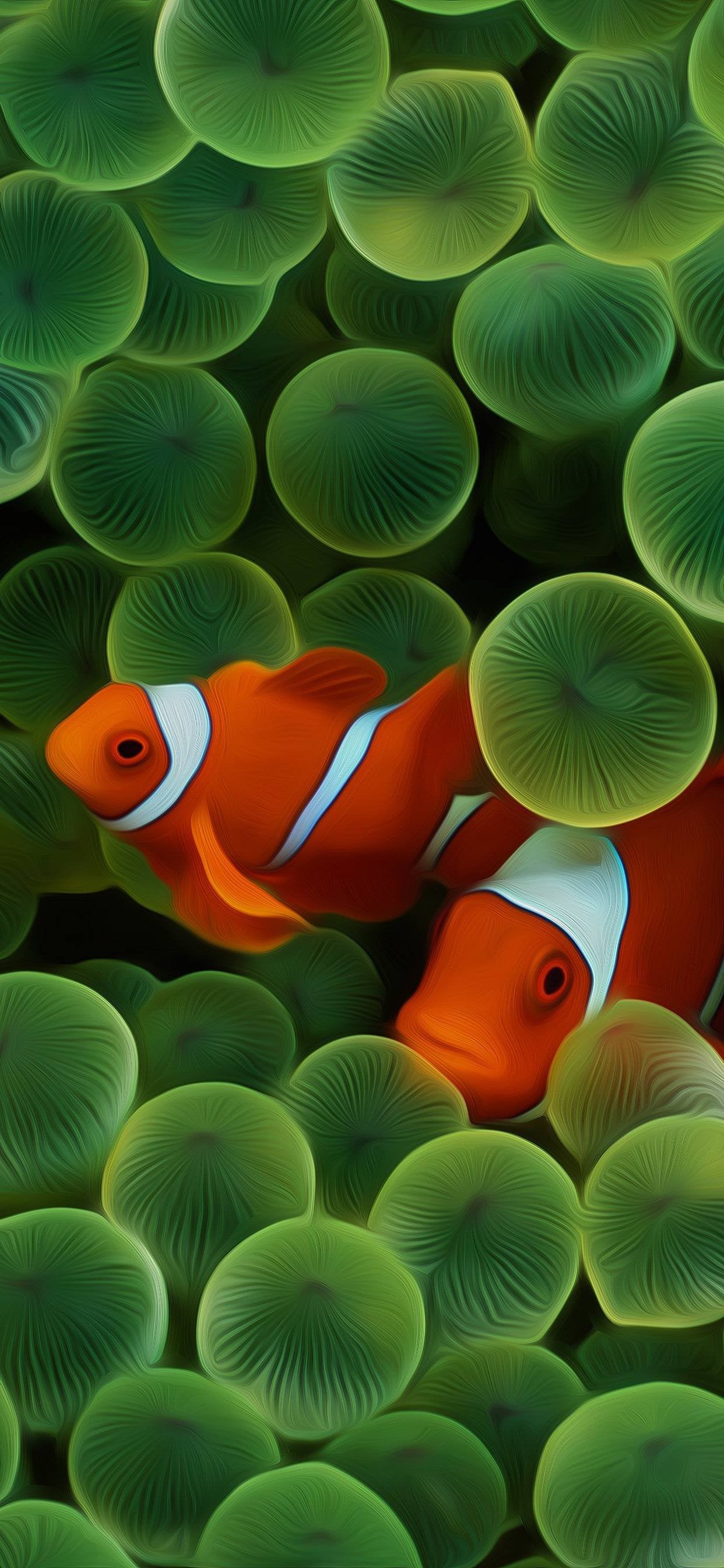 Nemo clown fish swimming in the green anemone sea wallpaper - Clown, fish