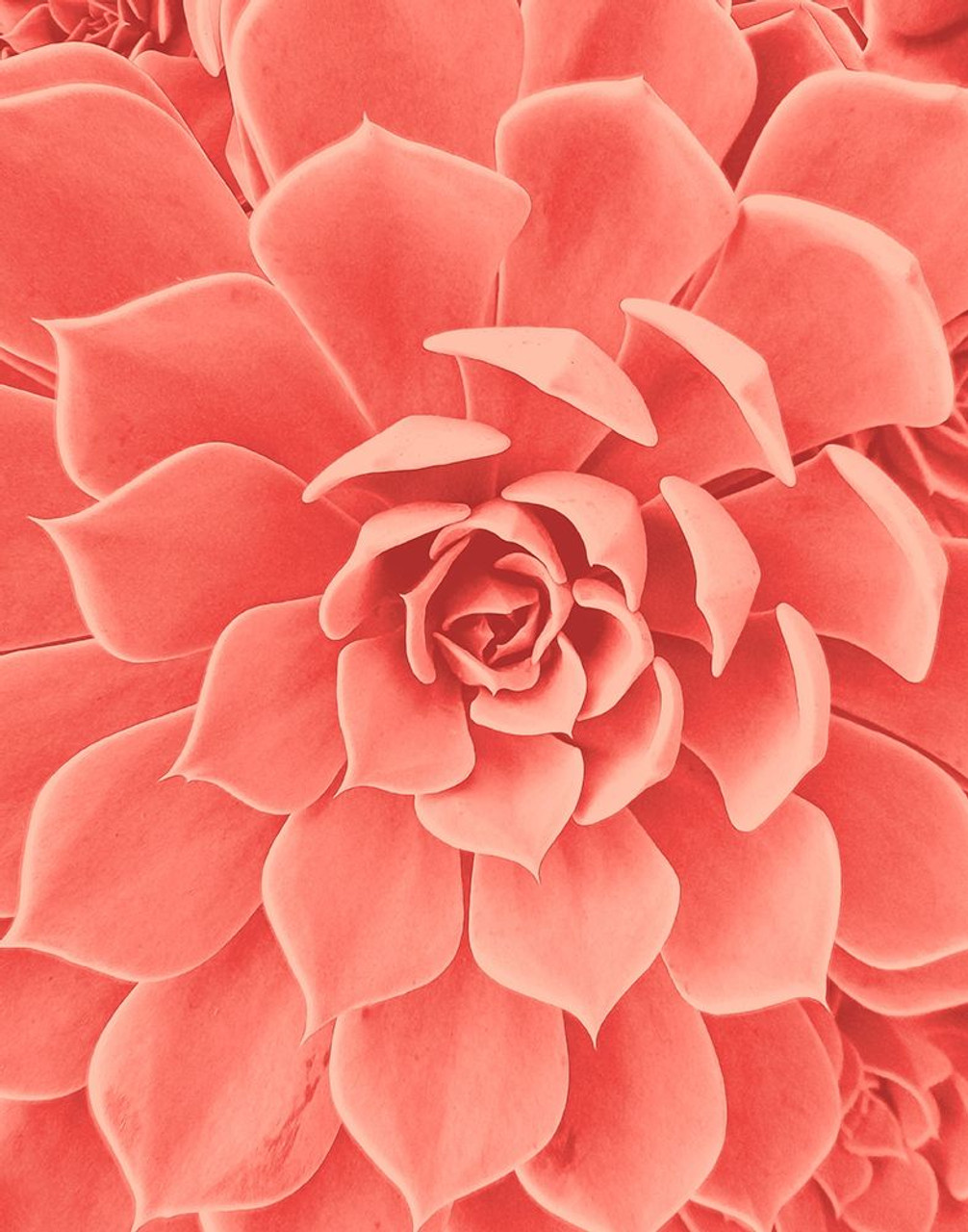 A coral colored flower with many petals - Coral