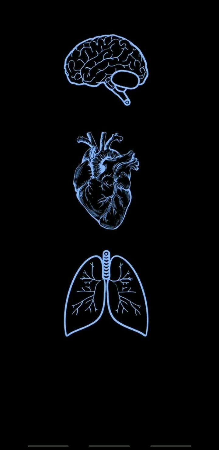 IPhone wallpaper of the human brain, heart, and lungs - Medical