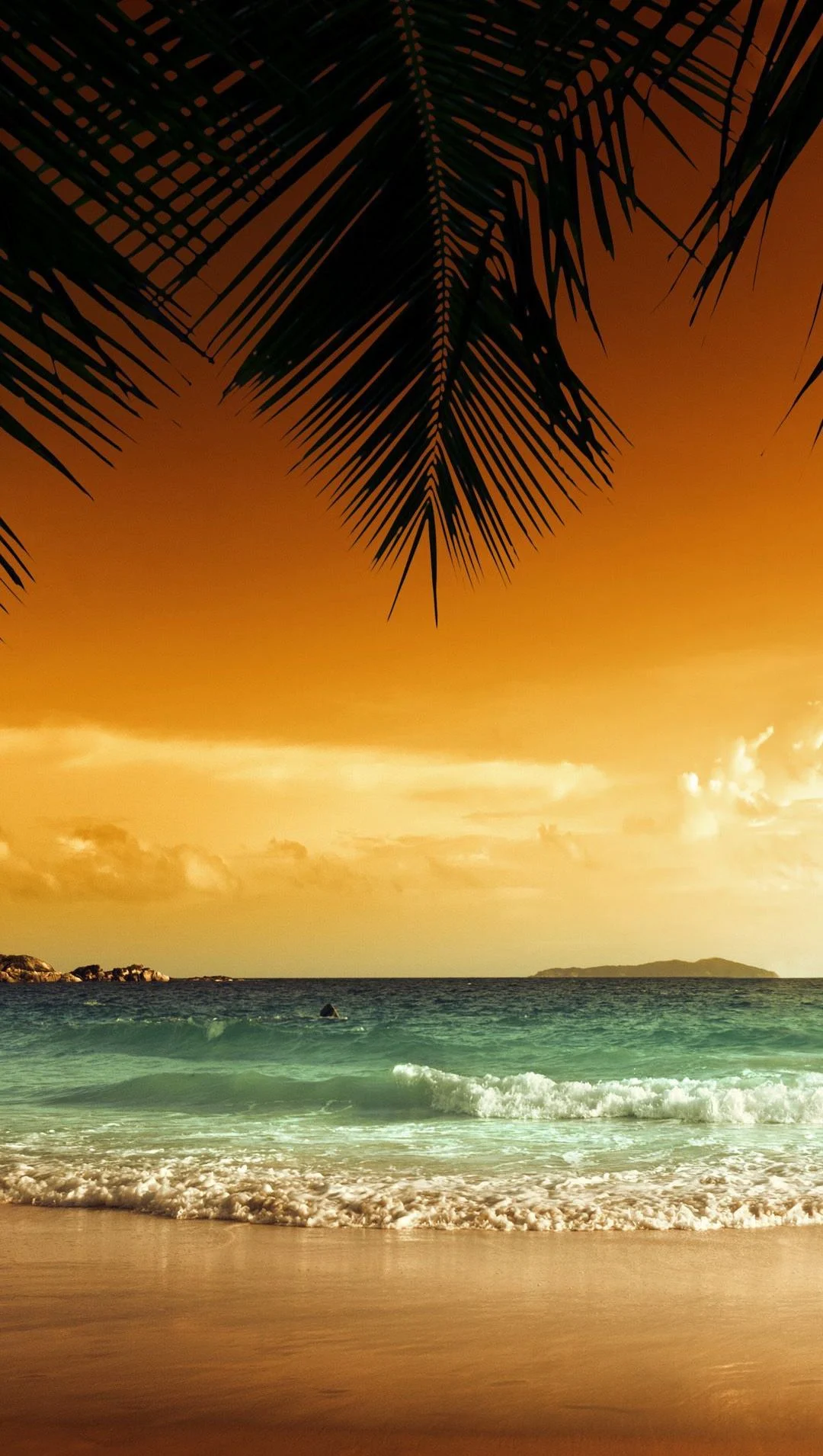 A beach with palm trees and the ocean - Hawaii