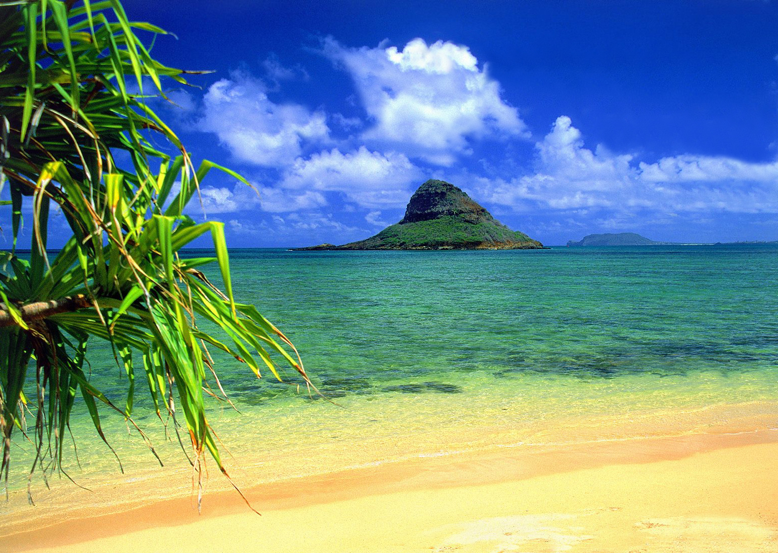 A beach with palm trees and blue water - Hawaii