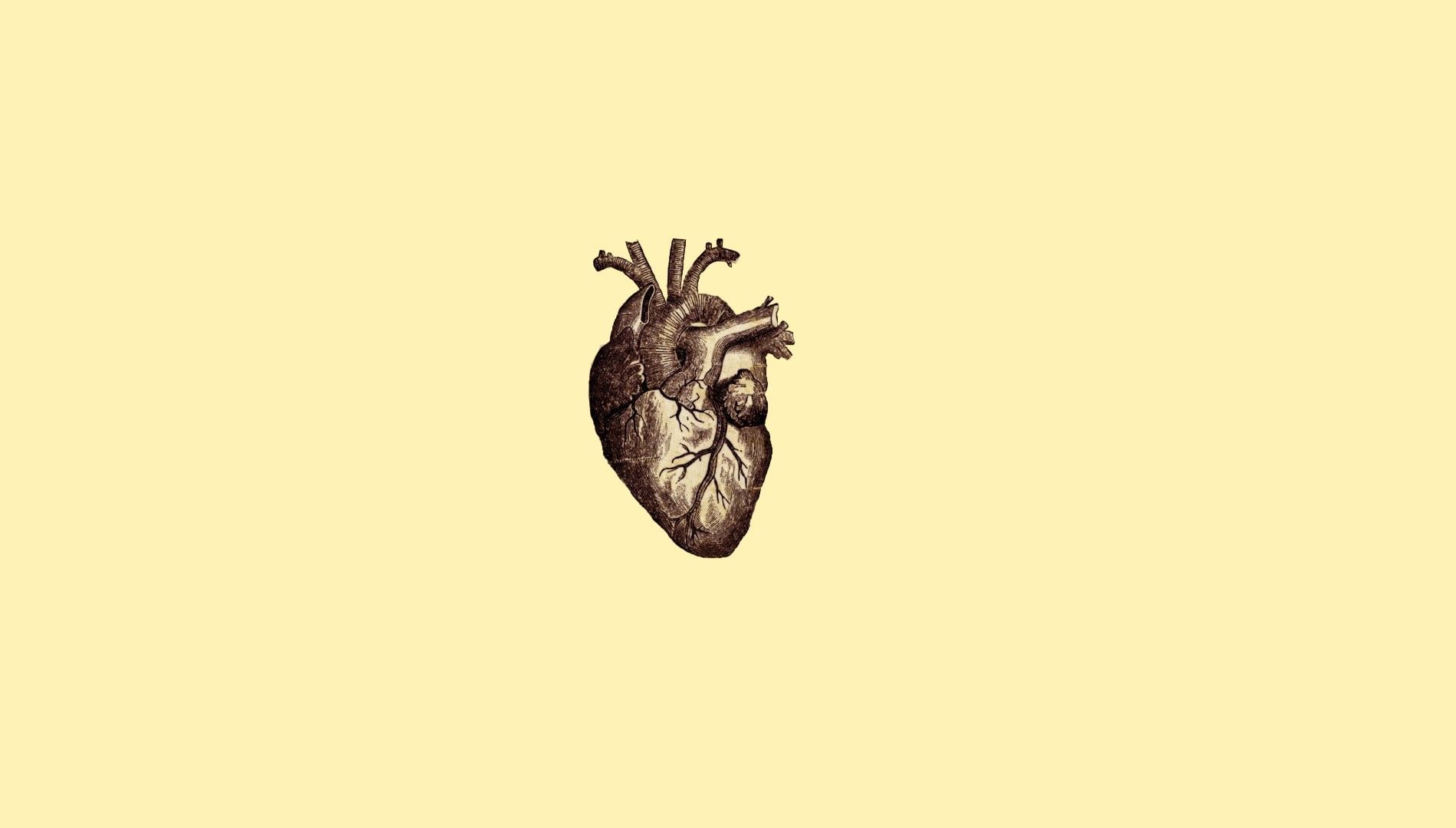 human heart illustration digital art #minimalism #simple simple background #drawing #anatomy #heart #vei. Wallpaper notebook, Macbook wallpaper, Desktop wallpaper
