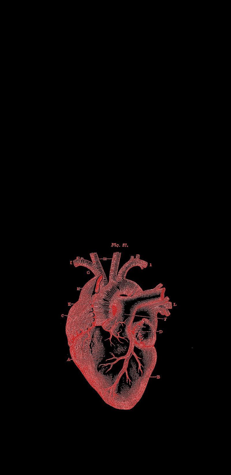 Medical Heart, anatomical, black, heart, medical, red, HD phone wallpaper