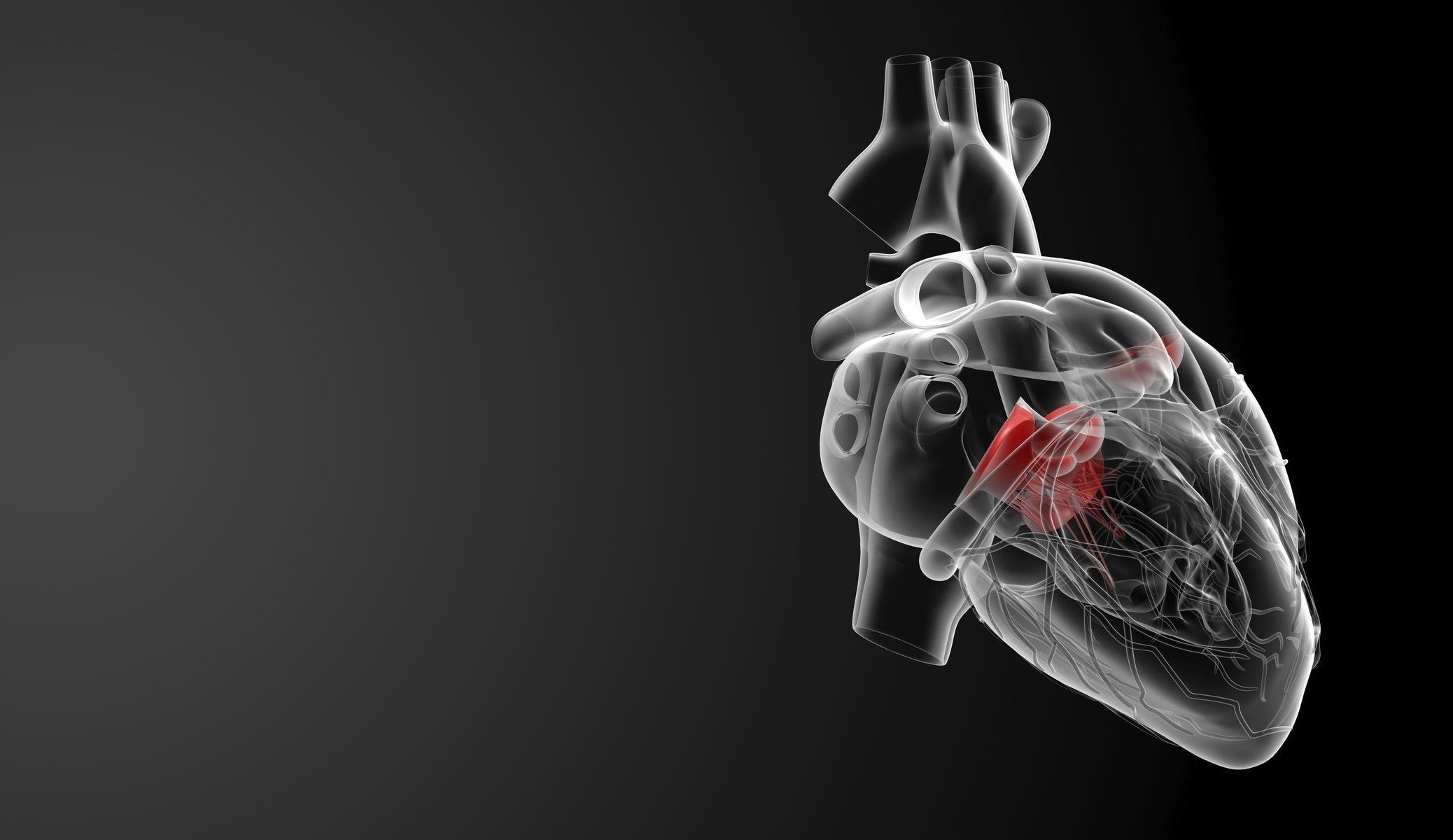 The heart with the left ventricle highlighted - 