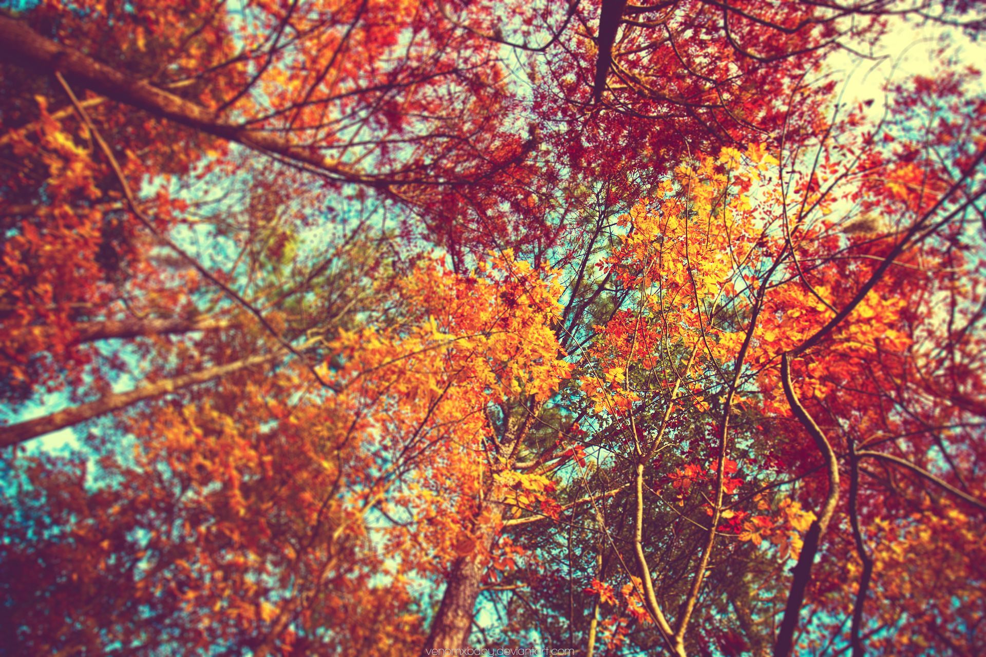 A view of the sky through trees with leaves - Fall