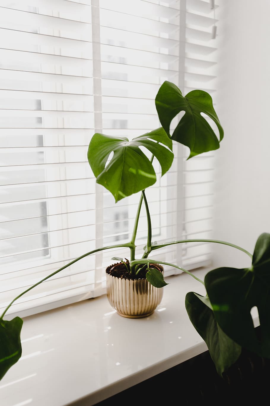 HD wallpaper: Monstera in the gold pot, flora, green, leaf, plant, window, blinds