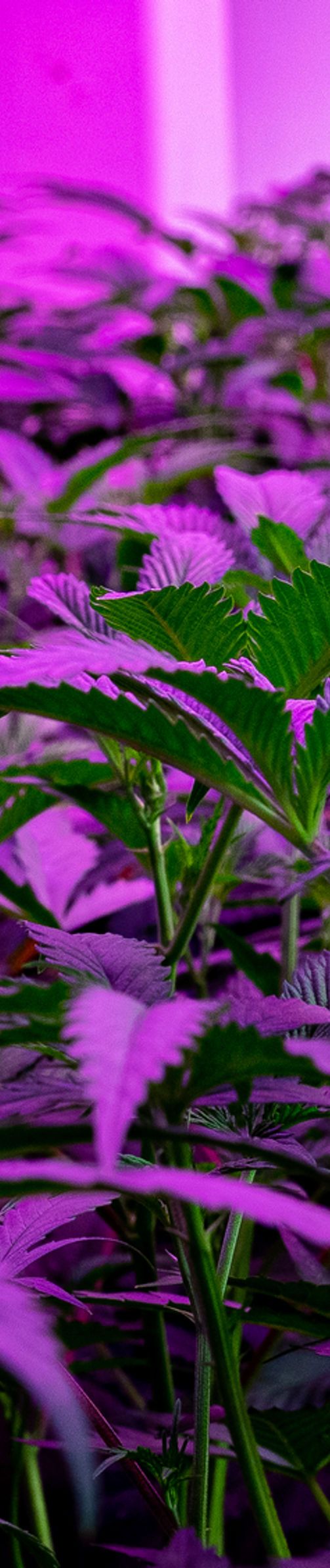 Cannabis Cultivation. beWell Organic Medicine, Inc