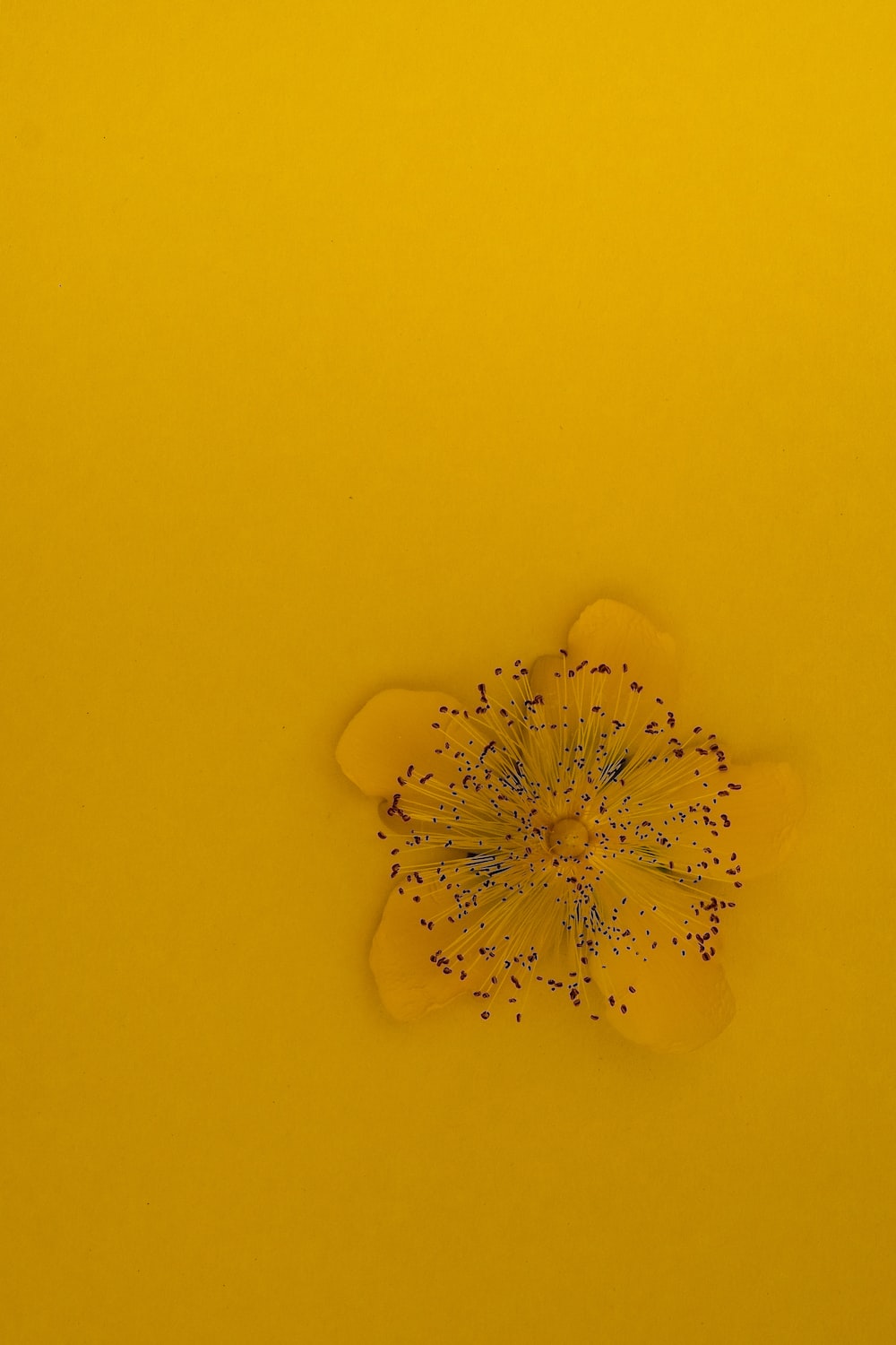 A yellow flower on a yellow background - Light yellow