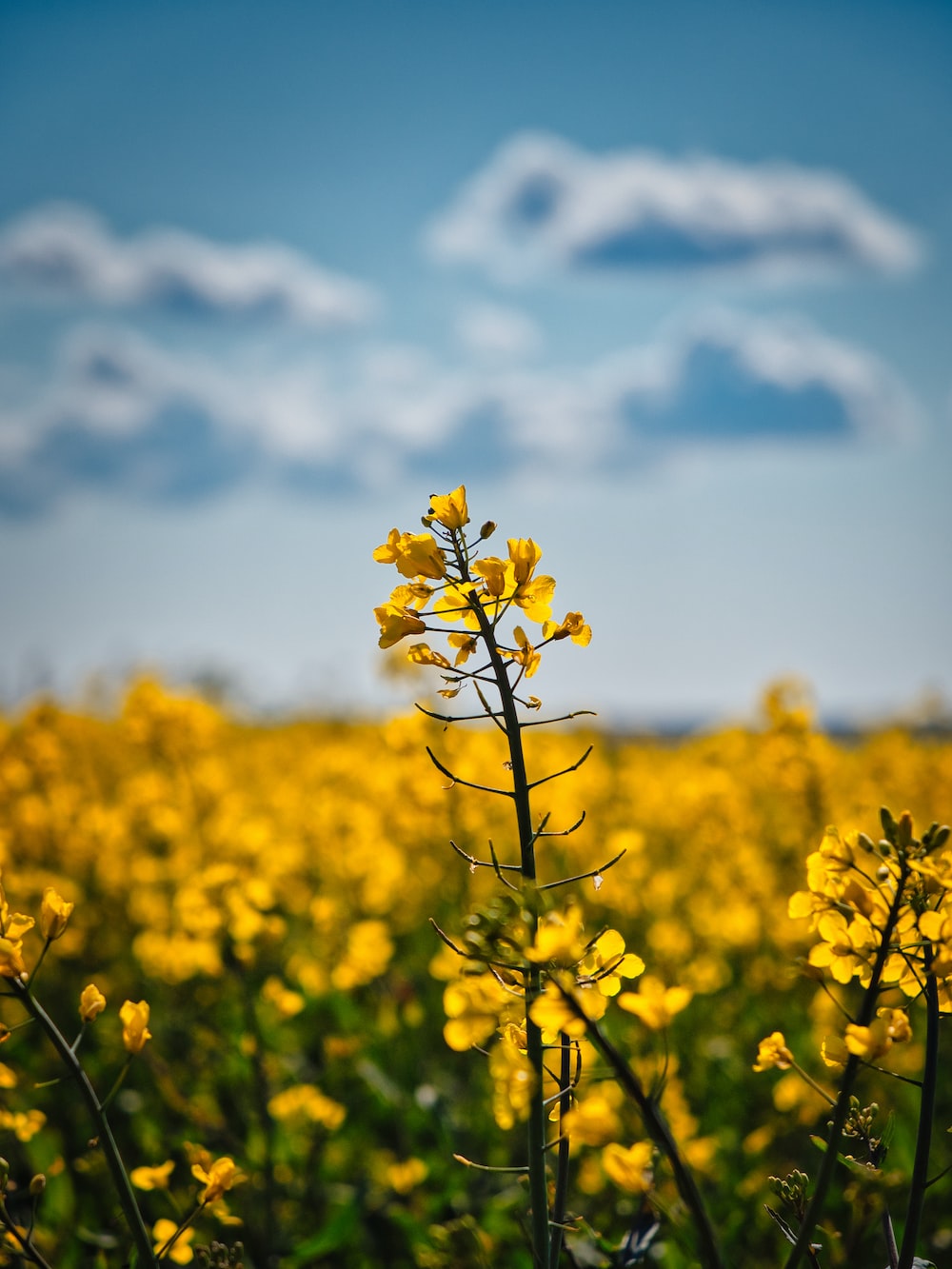 yellow flower field under blue sky and white clouds during daytime photo