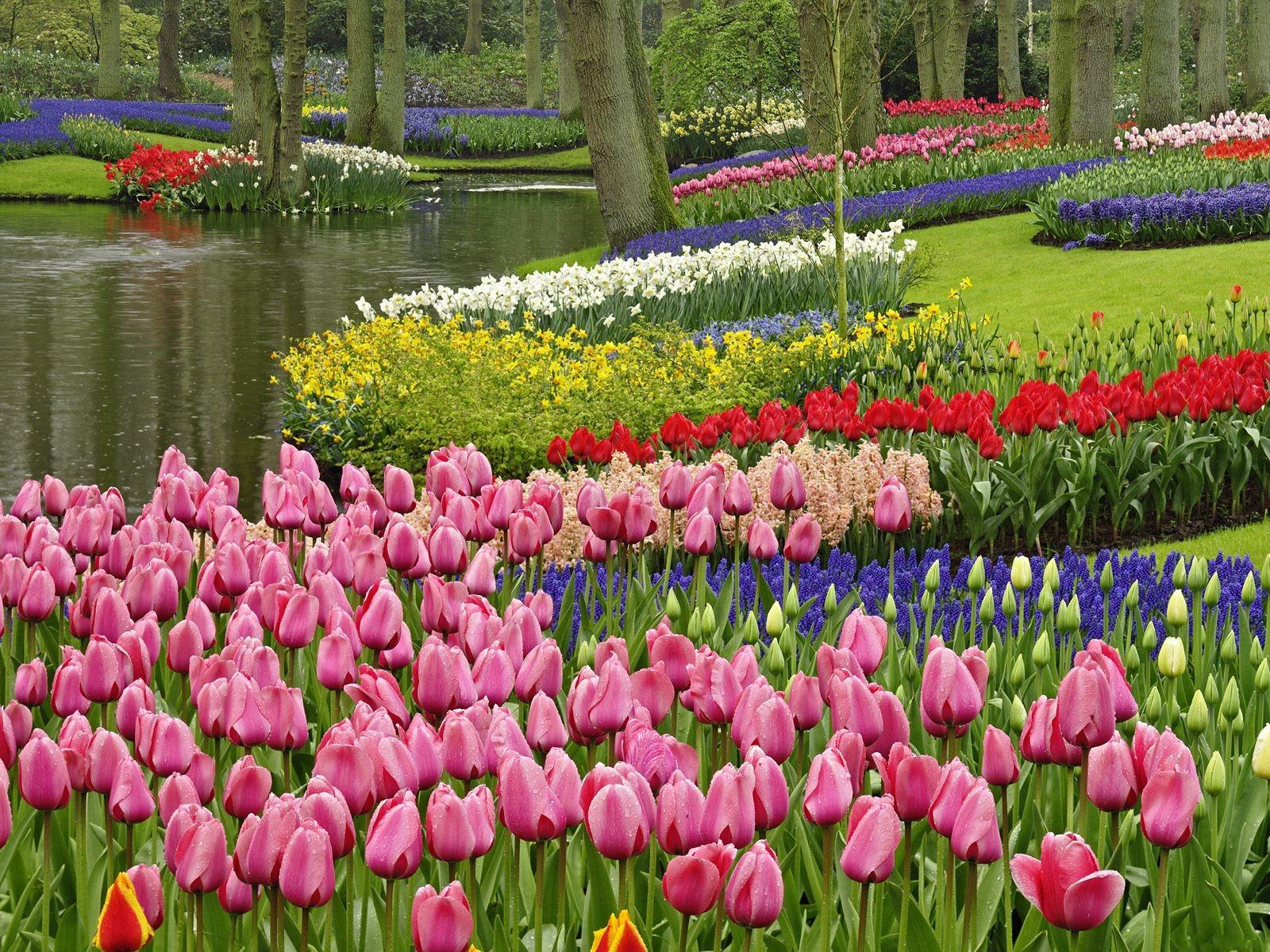 A garden with many different colored flowers - Garden