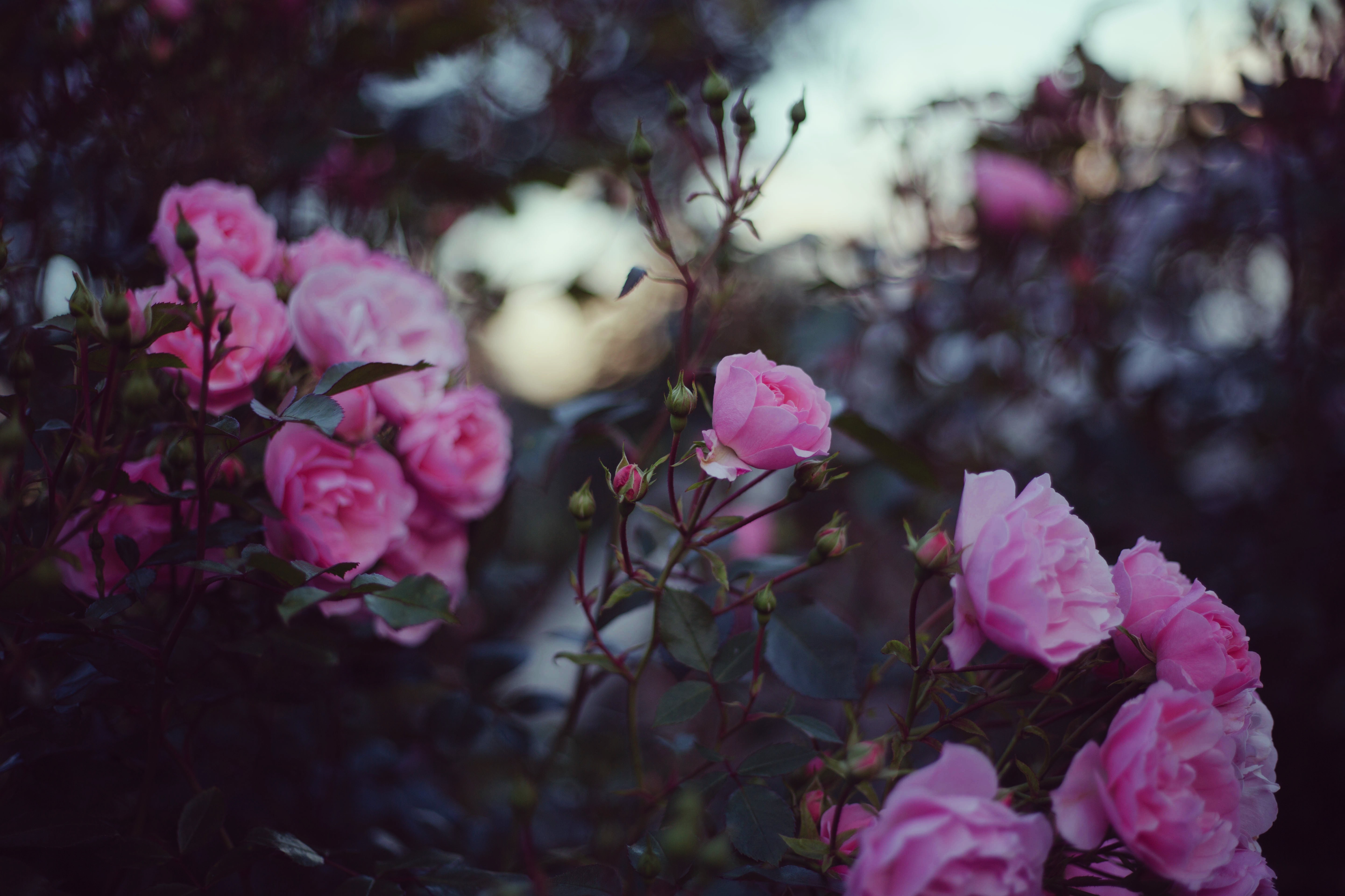 blurred, plants, flowers, nature, closeup Gallery HD Wallpaper