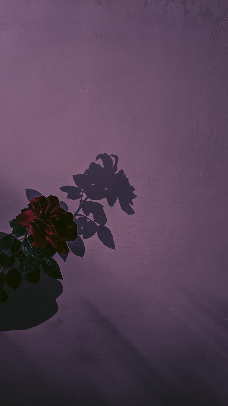 A rose on a purple background - Garden