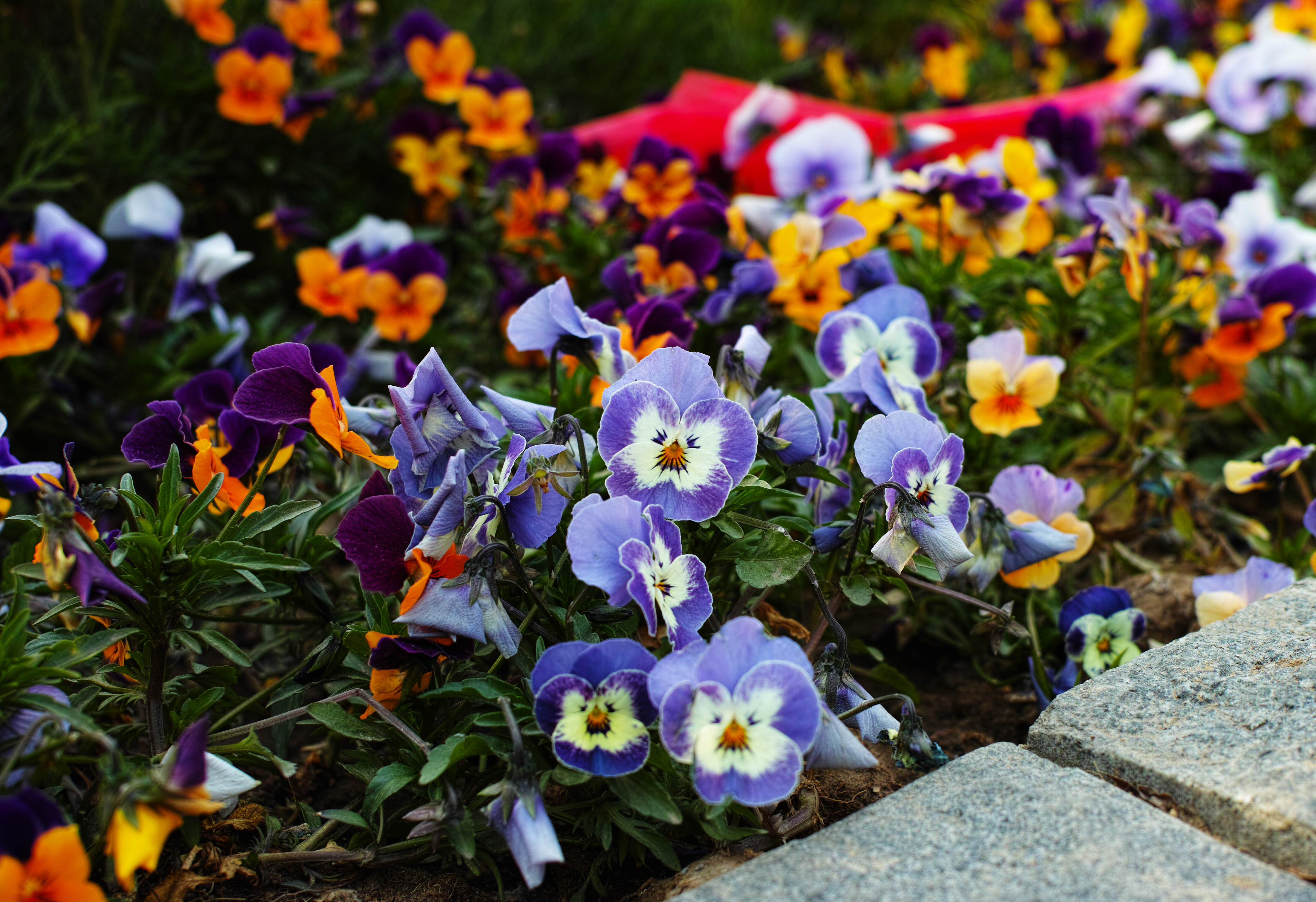 A bed of purple, blue, and orange pansies. - Garden
