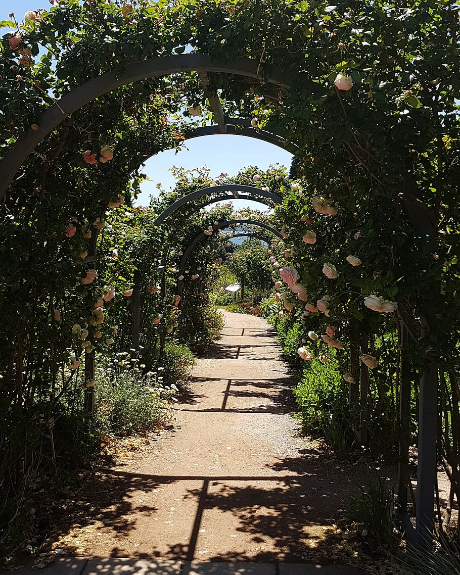 A walkway with arches and flowers on the sides - Garden