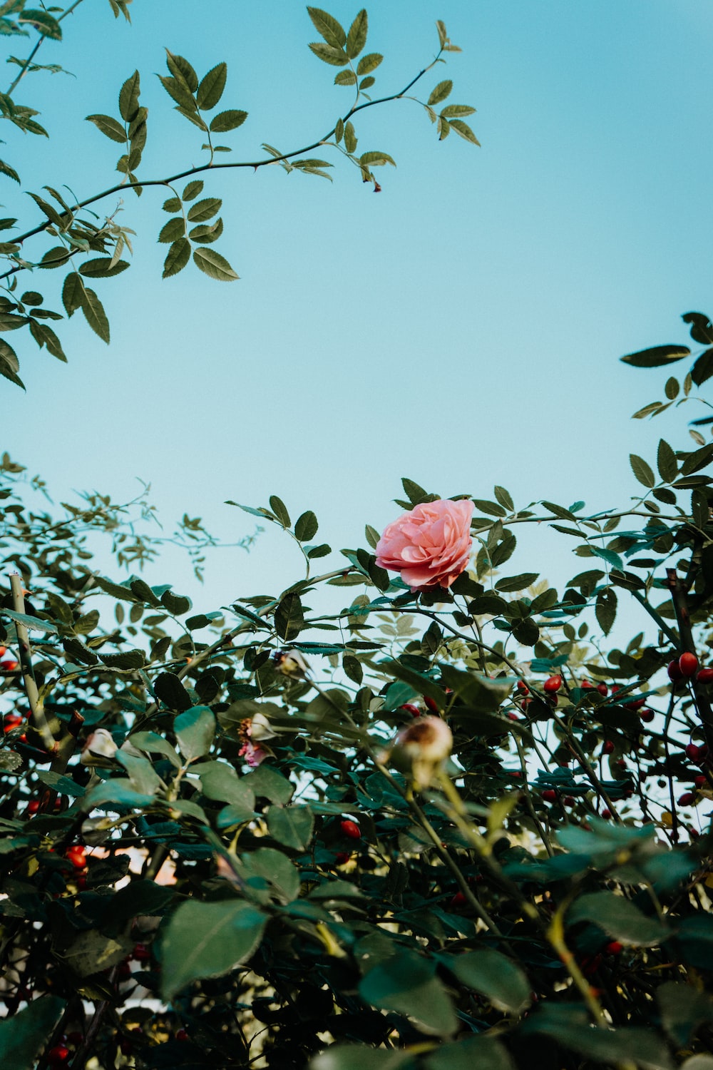 A pink rose is seen through the green leaves of a bush. - Garden