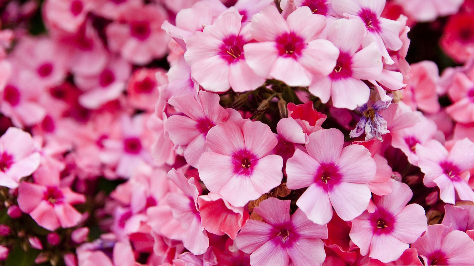 A close up of some pink flowers - Garden