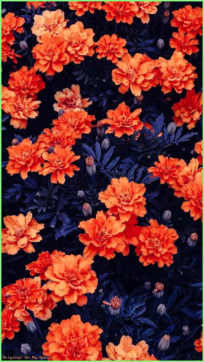 Background Aesthetic Flowers Garden Ultra Mobile. HD phone wallpaper