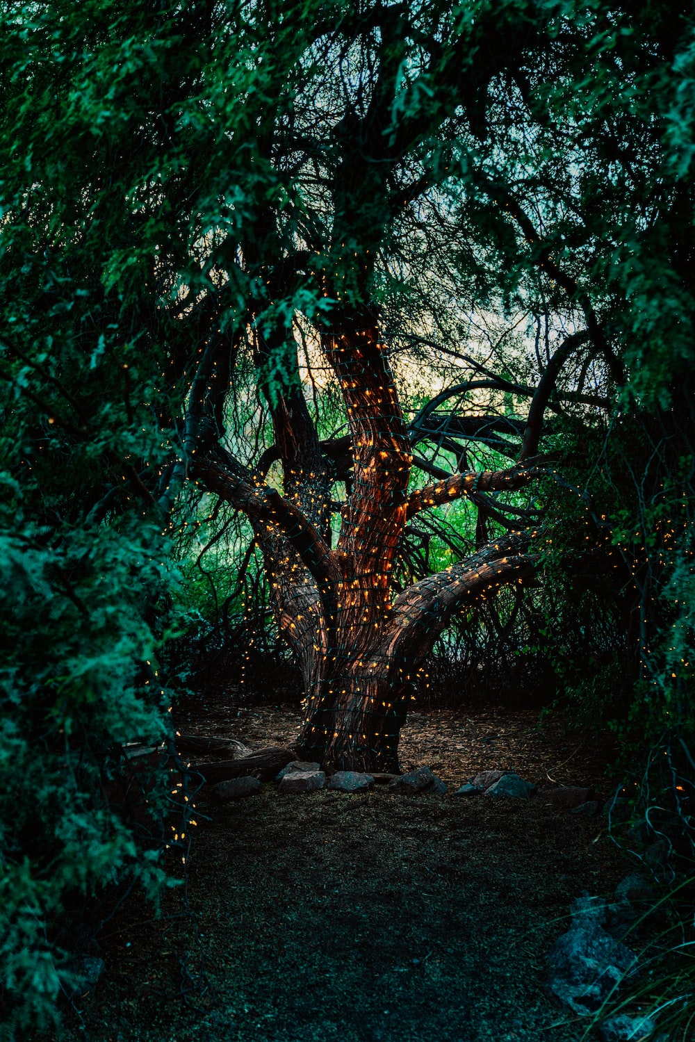A tree in the forest with fairy lights wrapped around it - Magic