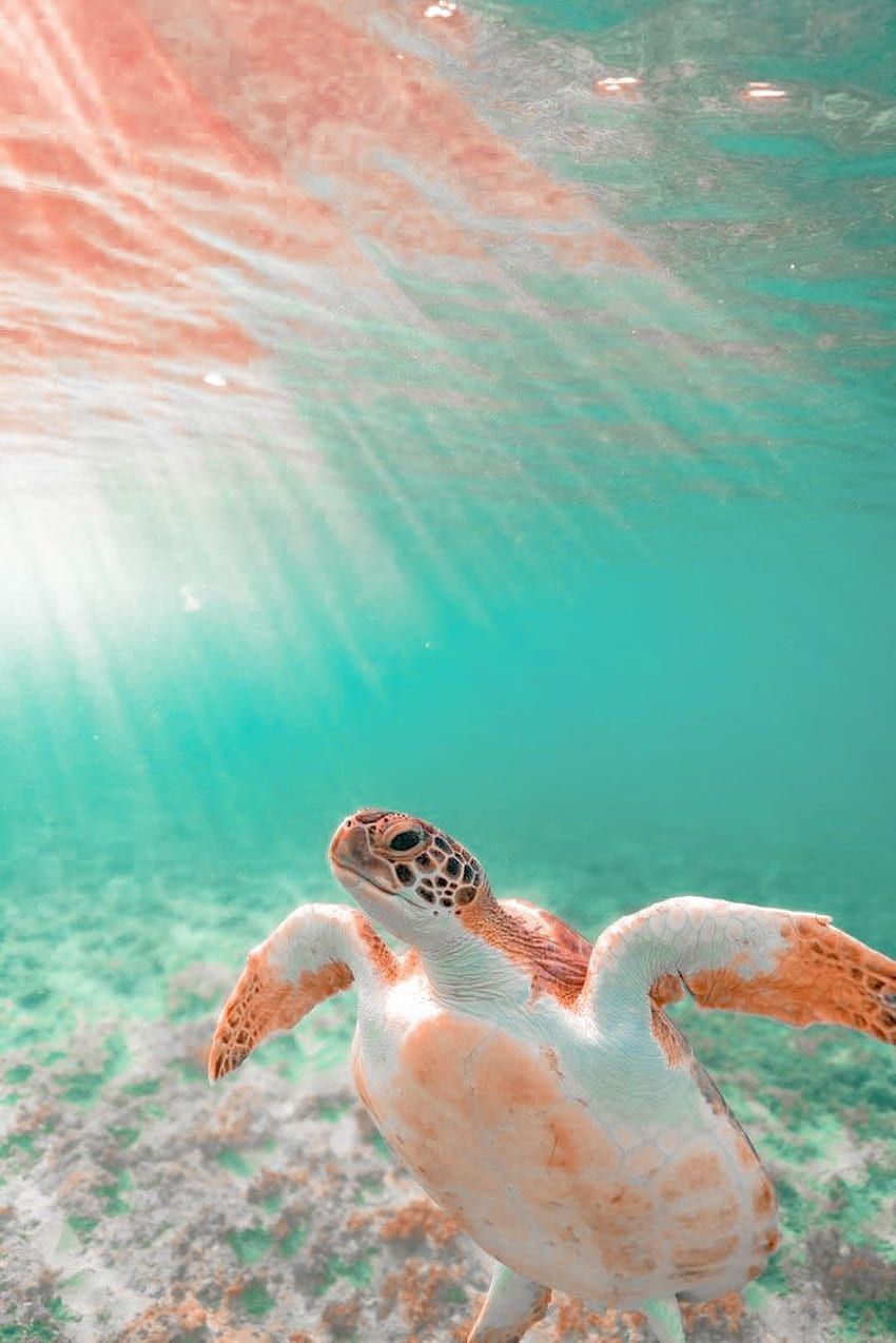 Heatherbryn in 2021. Sea turtle, Turtle, Cute turtles, Aesthetic Turtle HD phone wallpaper