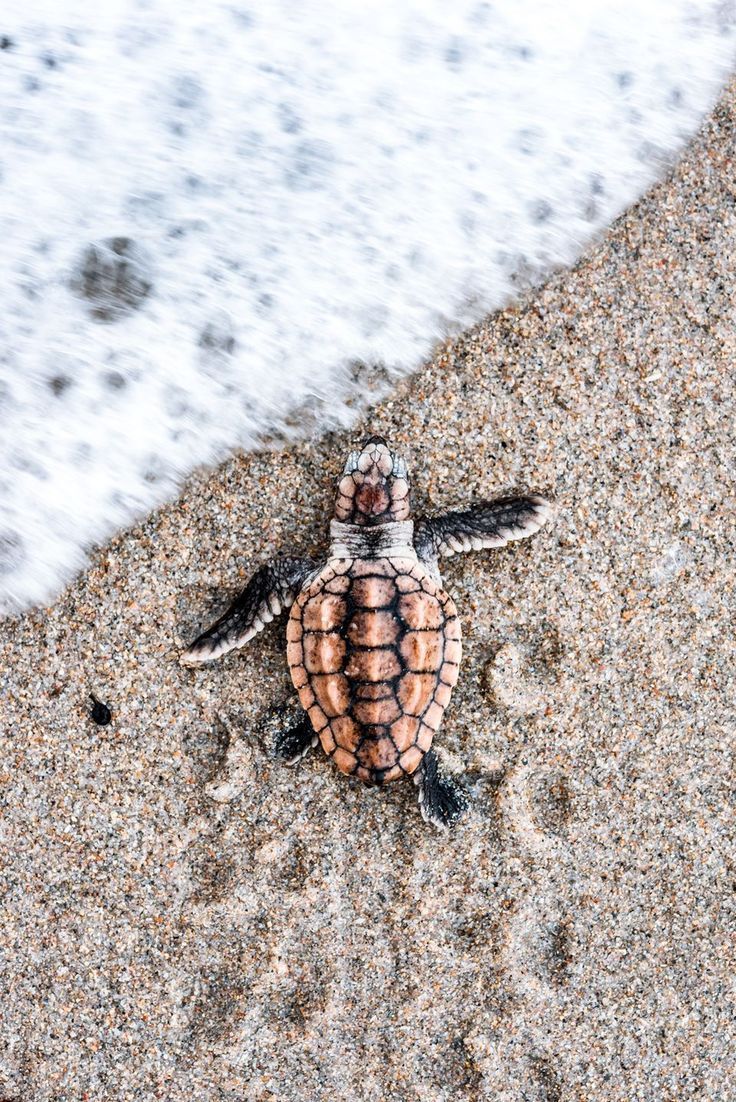 A small turtle is crawling on the beach - Sea turtle