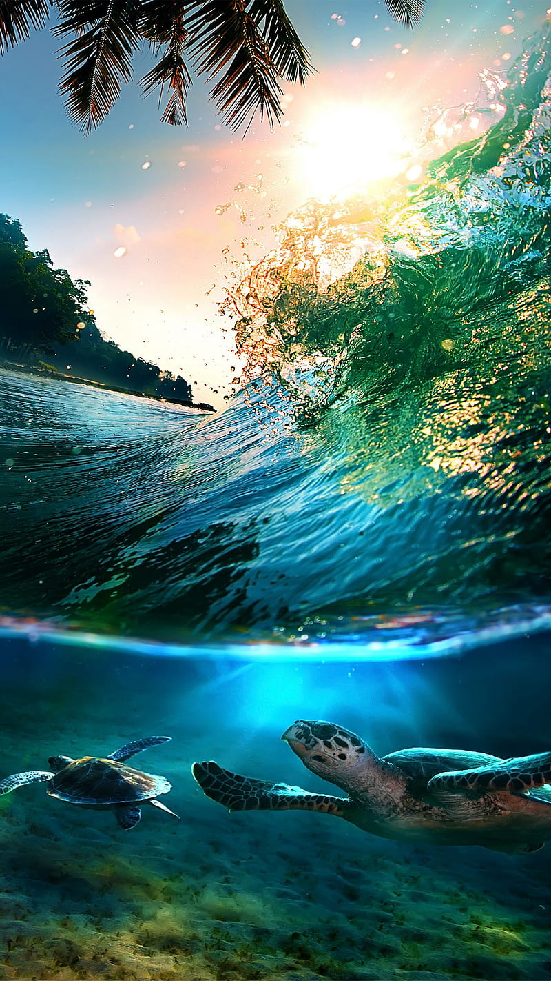 Tropical sea, background, beach, blue, nice, sea, summer, turtle, turtles, water under, HD phone wallpaper