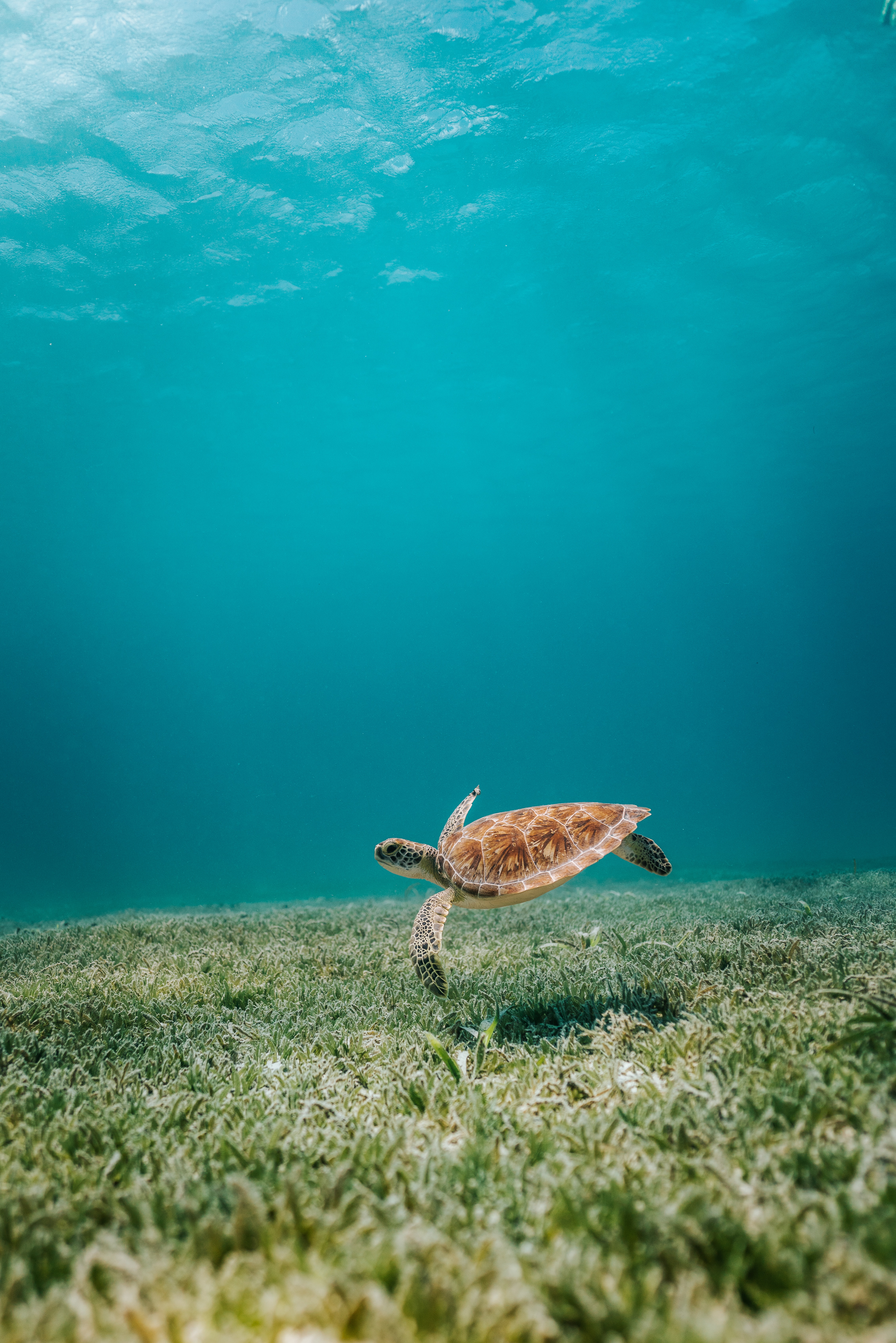Download Turtle wallpaper for mobile phone, free Turtle HD picture