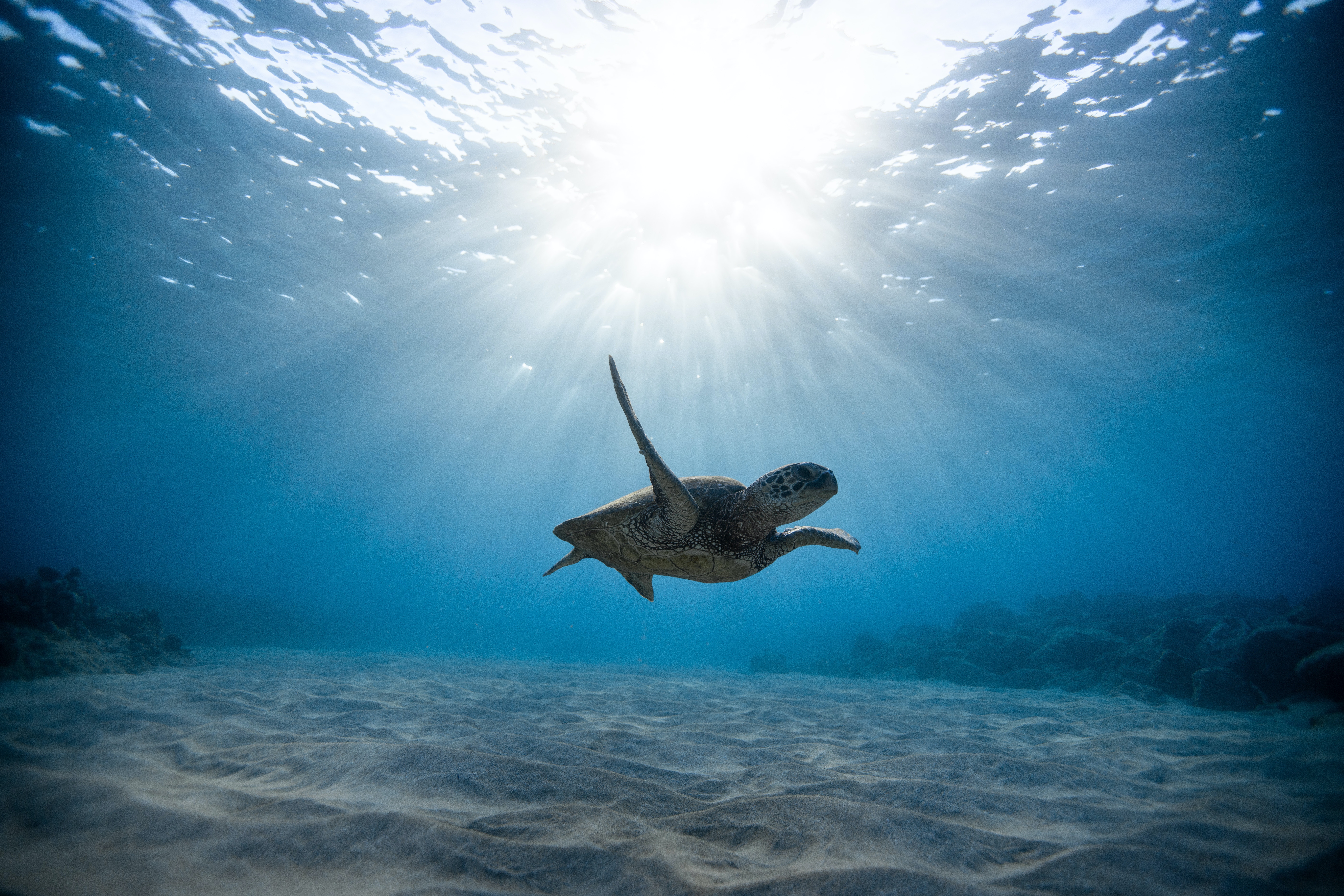 Turtle Underwater Photo, Download The BEST Free Turtle Underwater & HD Image