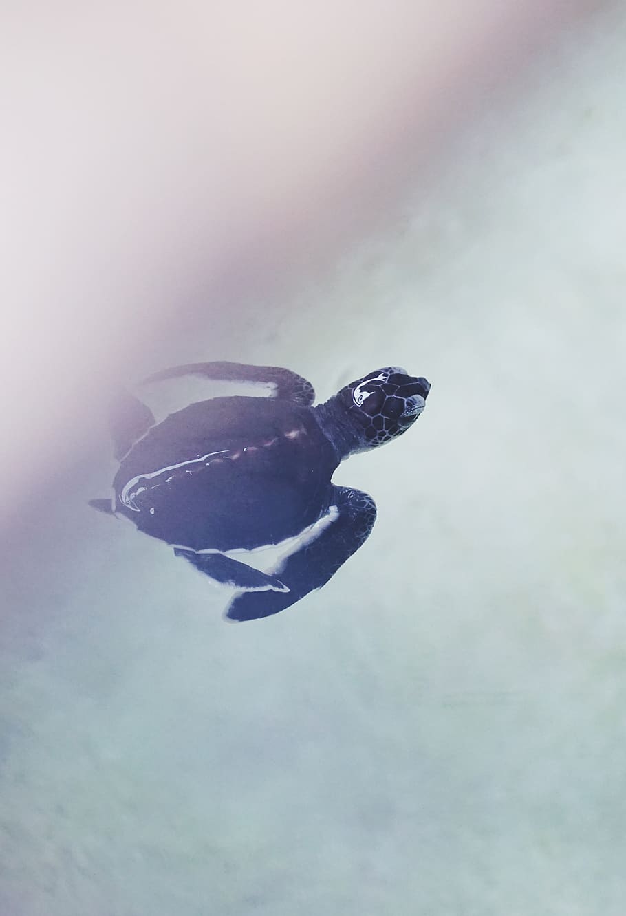 HD wallpaper: swimming black turtle on water, reptile, animal, sea life, tortoise