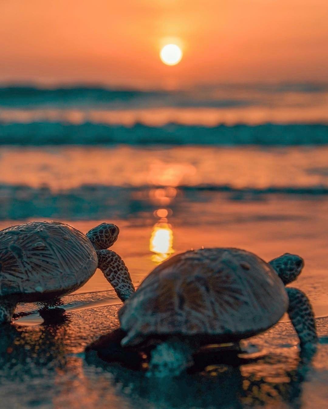 Two turtles walking on the beach at sunset - Sea turtle, turtle