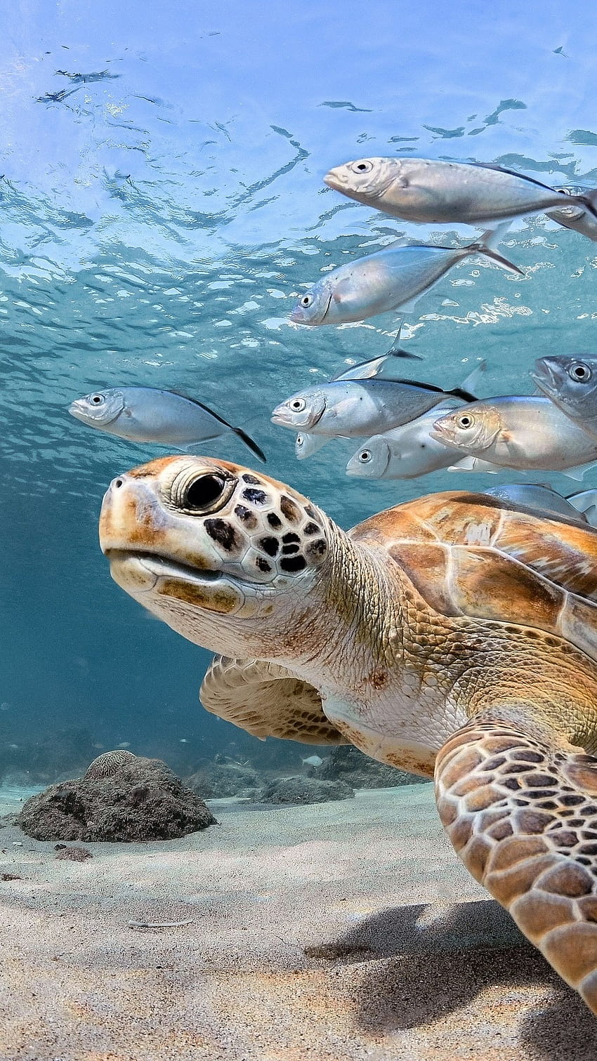 A turtle swimming in the ocean with fish around it - Sea turtle, fish, turtle, underwater