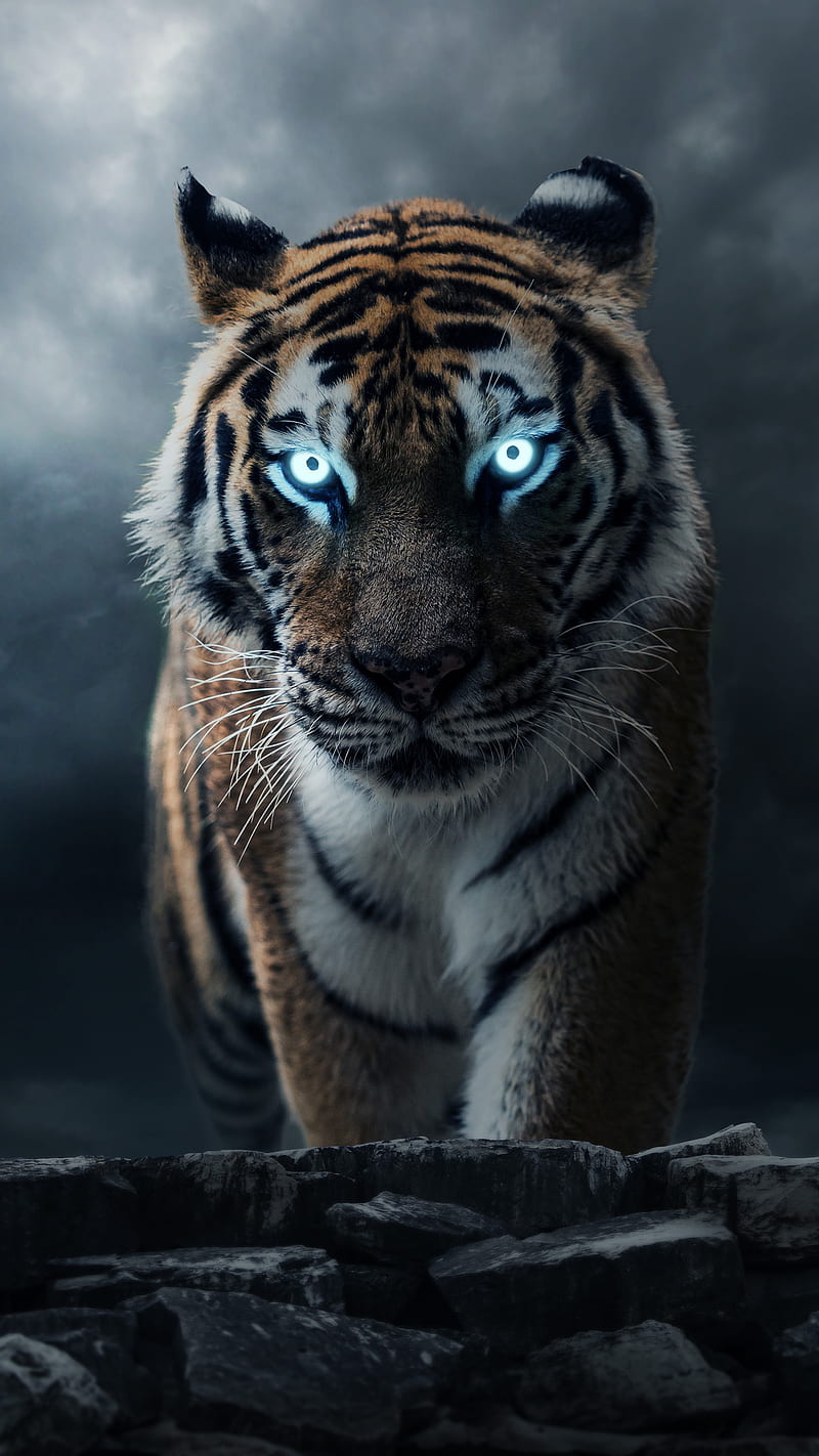 A tiger with glowing eyes standing on rocks - Tiger